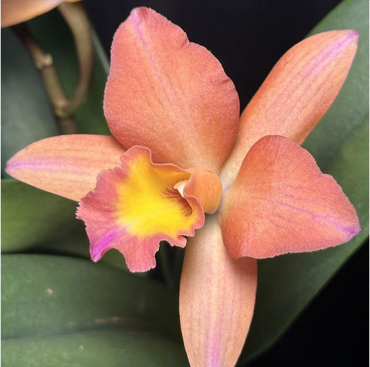 Rlc Hawaiian Island Treat '#14' blooming size cattleya orchid clone
