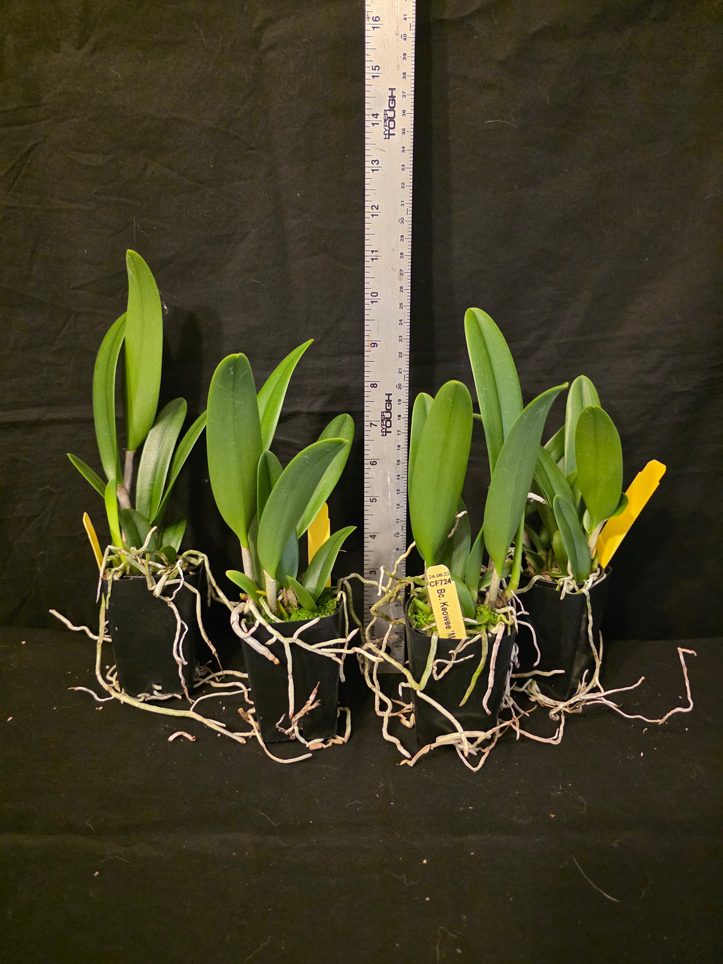 Rlc Keowee 'Mendenhall' AM/AOS (Cattleya Lorraine Shirai × Brassavola nodosa)