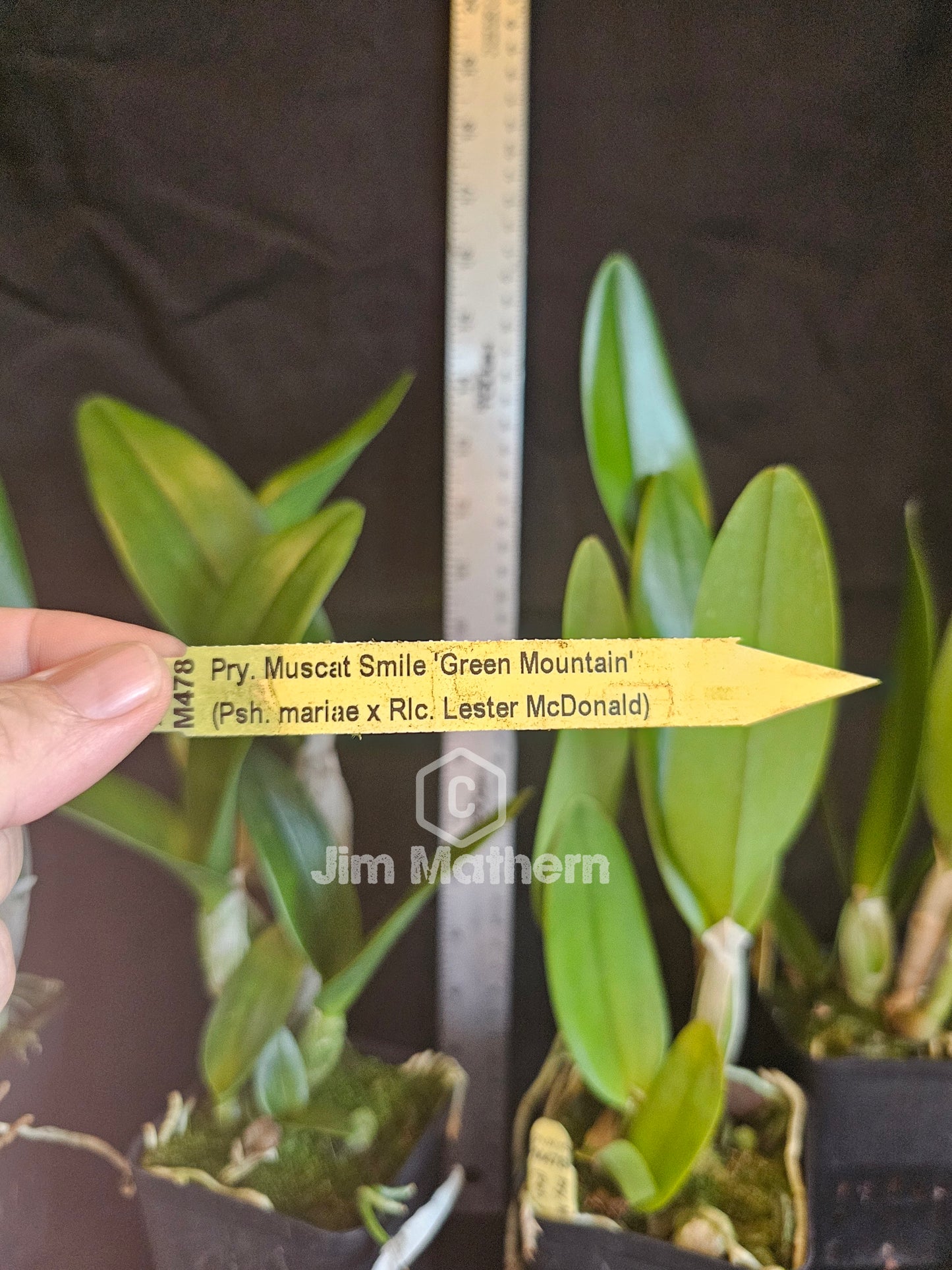 Pry. Muscat Smile 'Green Mountain' (Encyclia mariae x Lester McDonald)