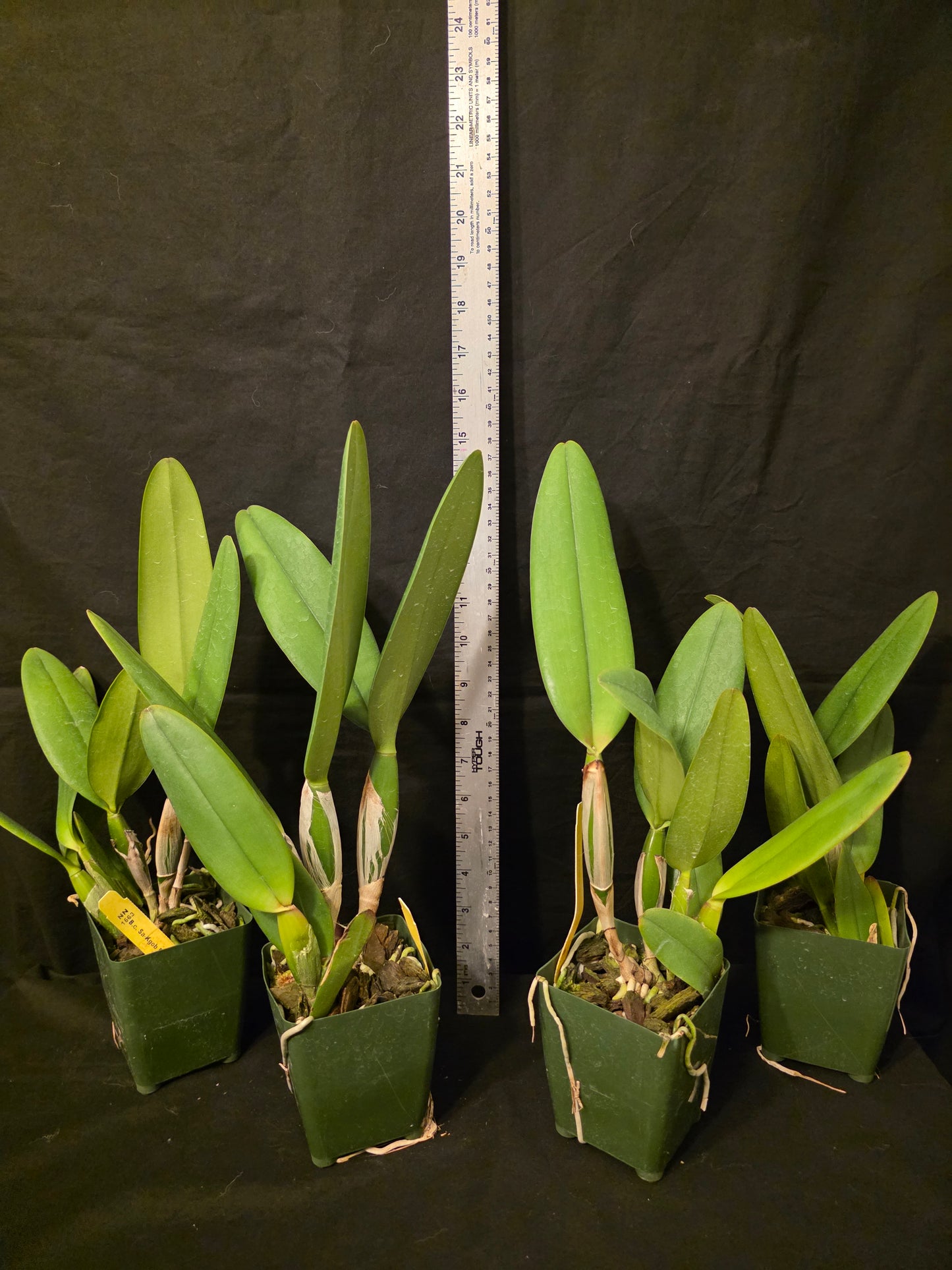 Rlc Sa-Kgob Delight 'Krairit' beautiful 2 tone large blooming fragrant cattleya orchid clone.