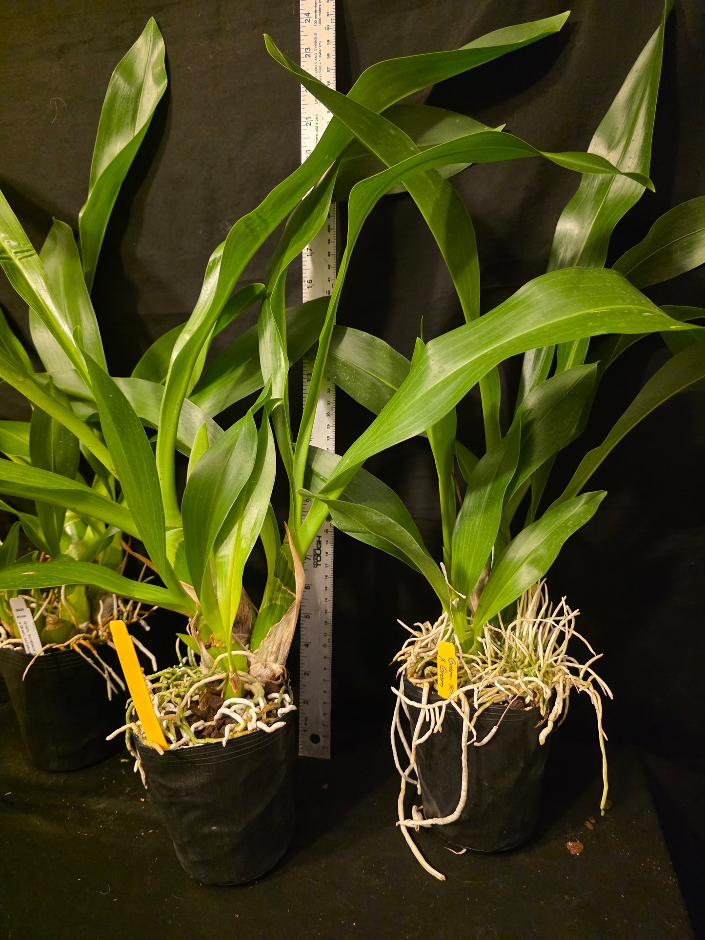 Gram scriptum v citrinum x compact. Blooming size Grammatophyllum orchid species