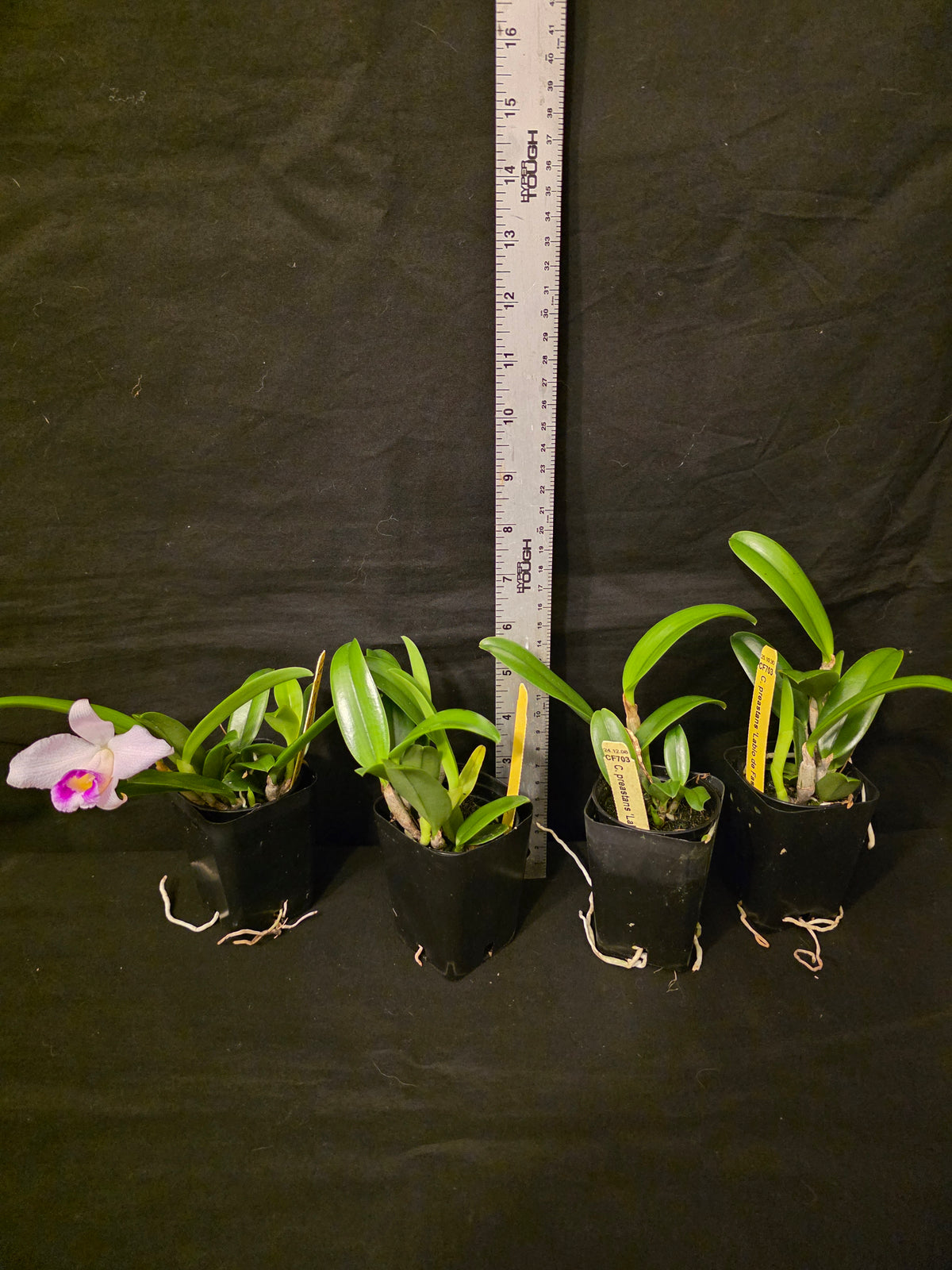 Cattleya praestans 'Labio de facinacion' blooming size cattleya orchid species.