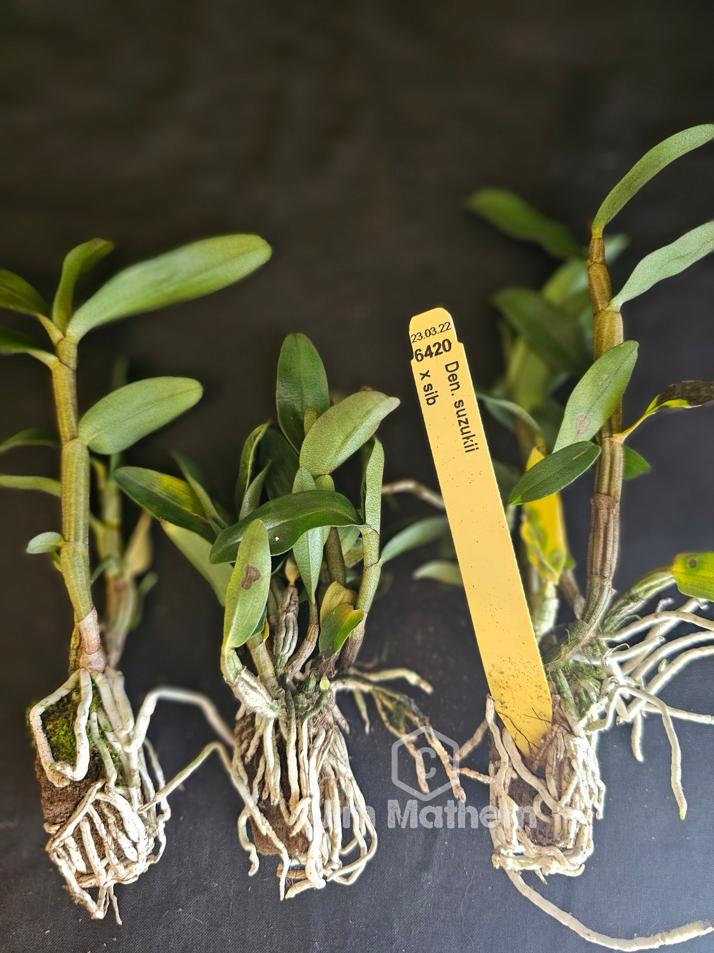 Dendrobium suzukii blooming size bare root plant. Dednrobium species