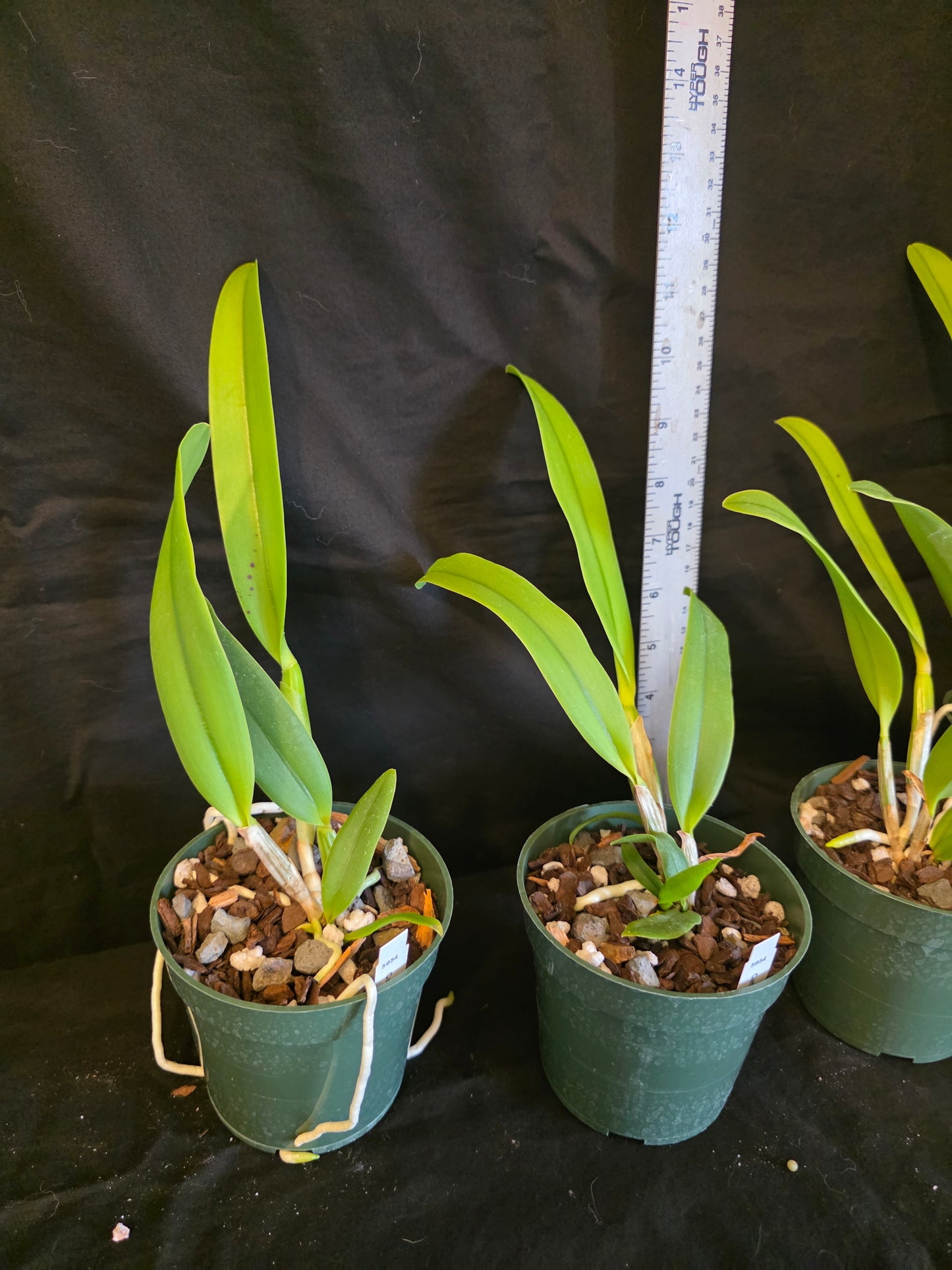 Cattleya lueddemanniana var typo. Near blooming size cattleya orchid species. Large fragrant blooms.