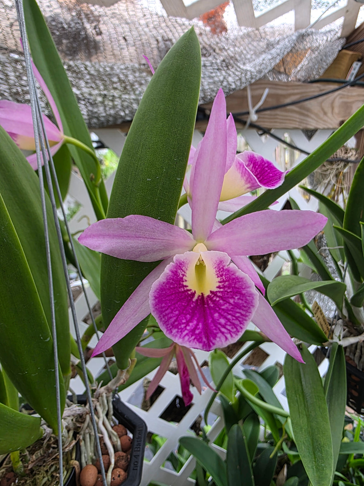 Brassavola nodosa x Cattleya Circle of life. Bloom size in 4" basket. Seed grown unique bloom