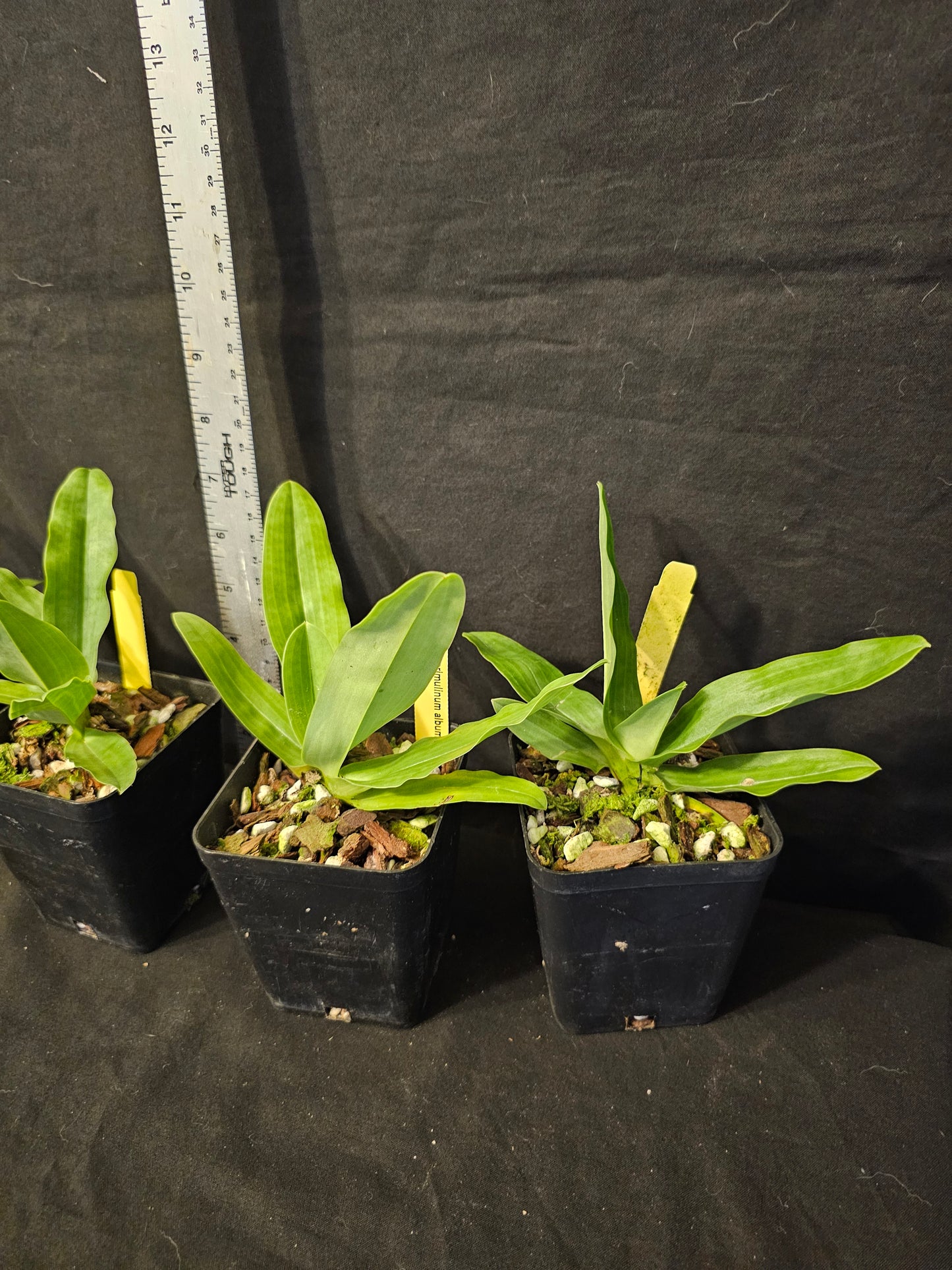 Paphiopedilum primulinum var alba x sib blooming size paphiopedilum orchod species. Sequential bloomer