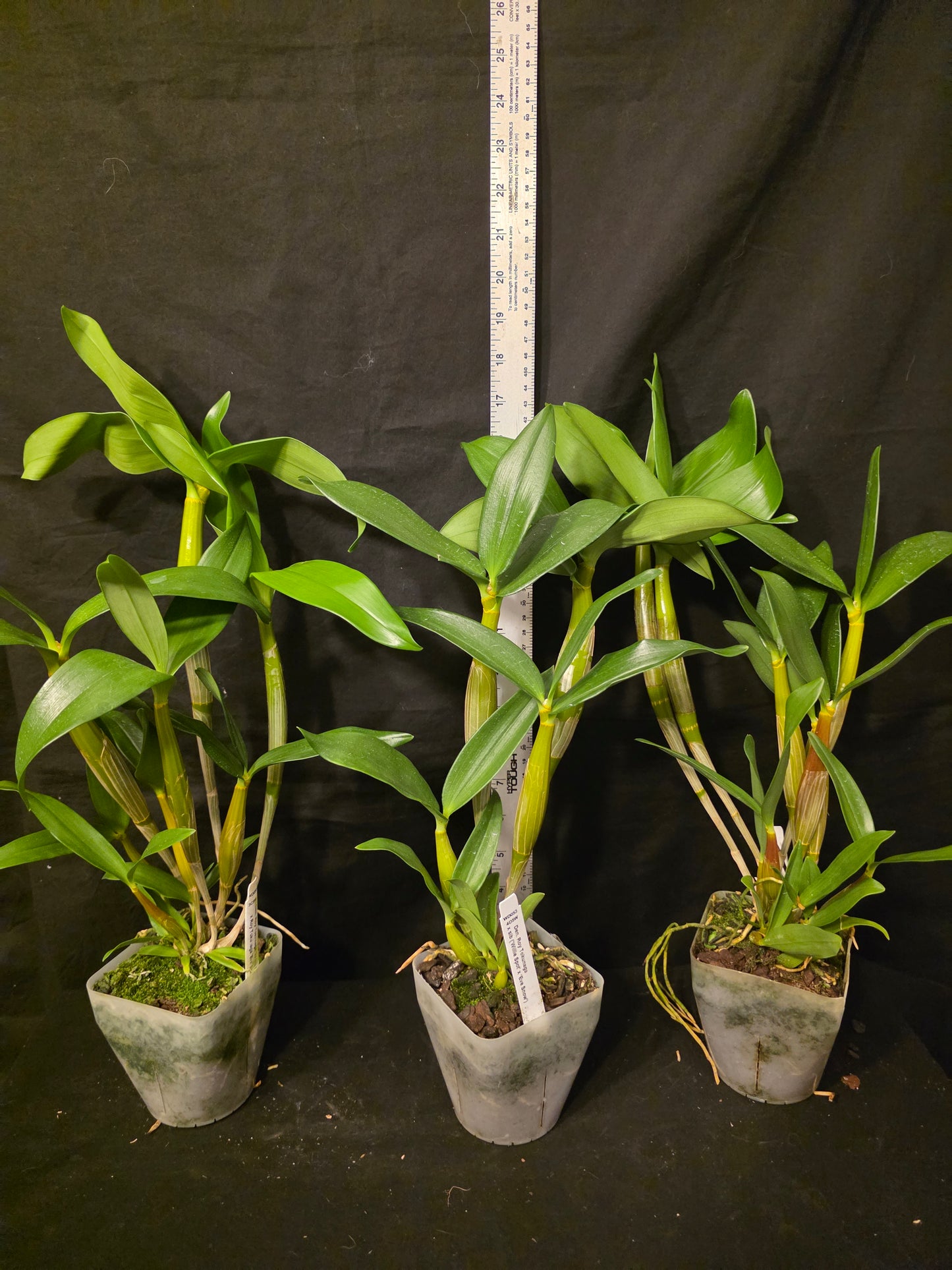 Dendrobium Roy Tokunaga x sib. Blooming size Latauria Dendrobium, large plants