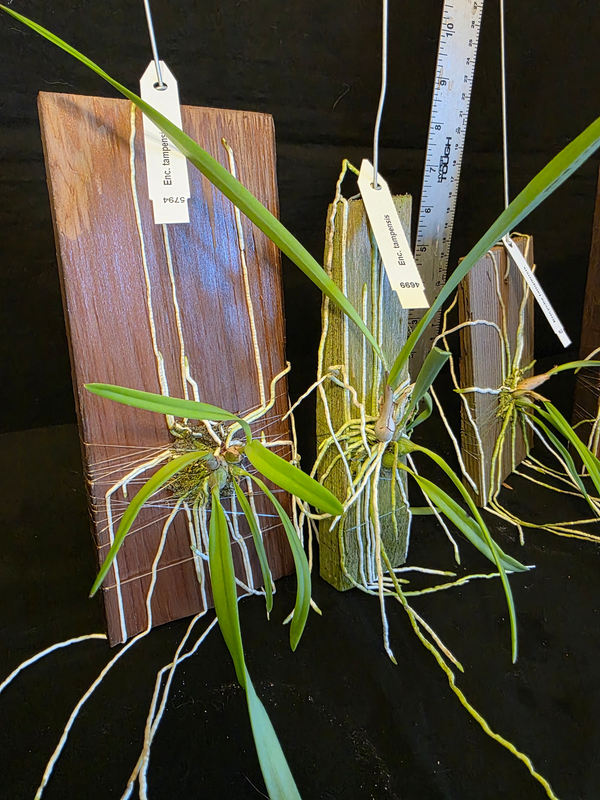 Encyclia tampensis blooming size mounted orchid species. Fragrant like honey.