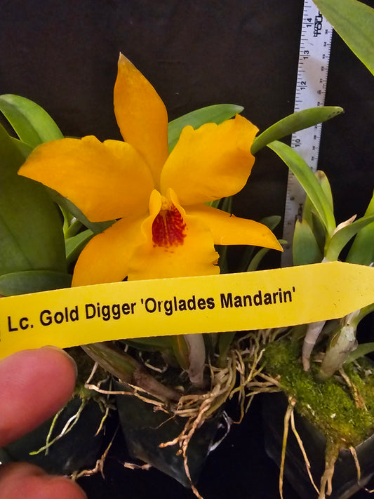 Lc Gold Digger 'Orglades Mandarin' Blooming size cattleya orchid clone. Fast grower, profuse bloomer.