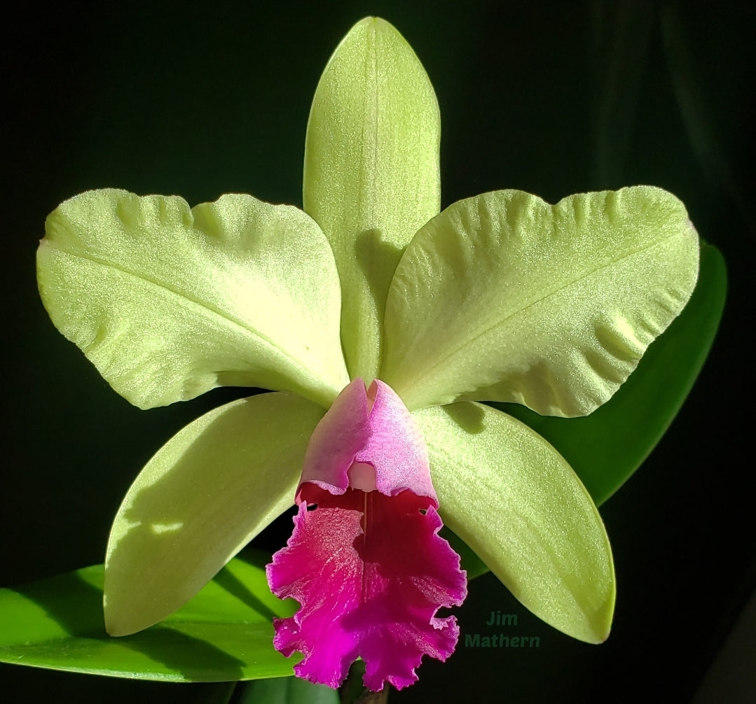 Rlc Yen Surprise 'Seiko' blooming size cattleya orchid clone. Fragrant beautiful blooms