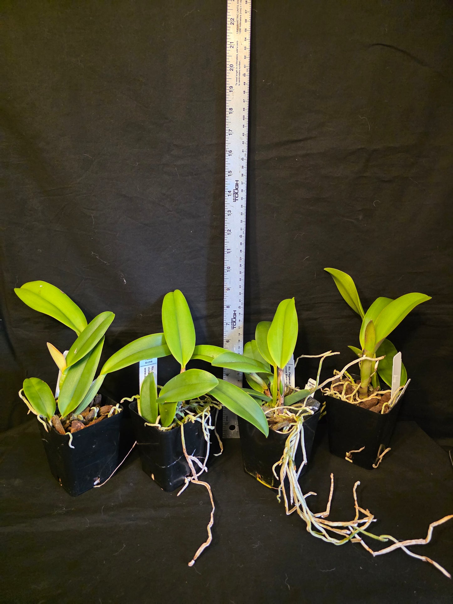 Rlc Pegasus Fantasy 'Golden Peach'  Near blooming size cattleya clone.