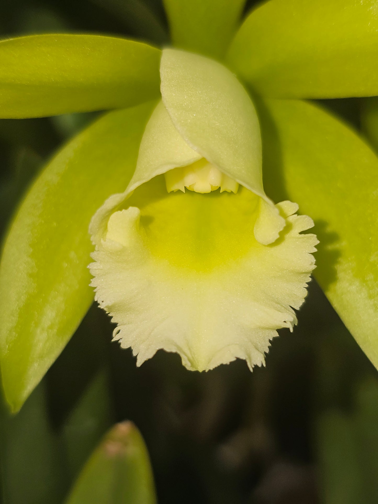 Cattleya forbesii x Rlc Jim Wallace