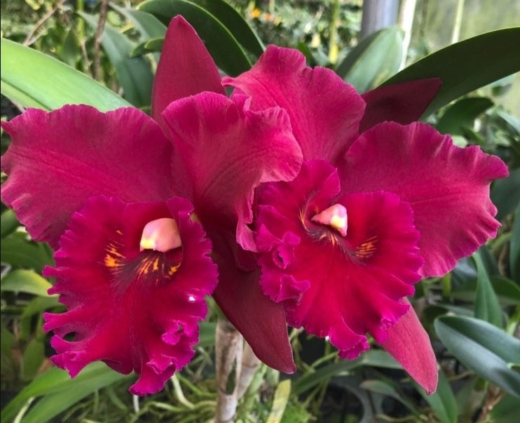 Rlc Hey Song 'Tian Mu' near blooming size cattleya orchid clone. Large beautiful blooms