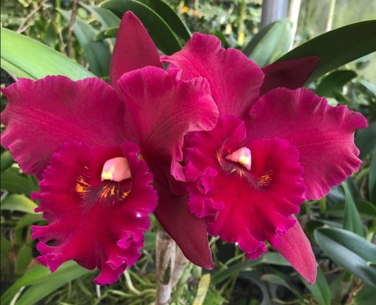 Rlc Hey Song 'Tian Mu' near blooming size cattleya orchid clone. Large beautiful blooms