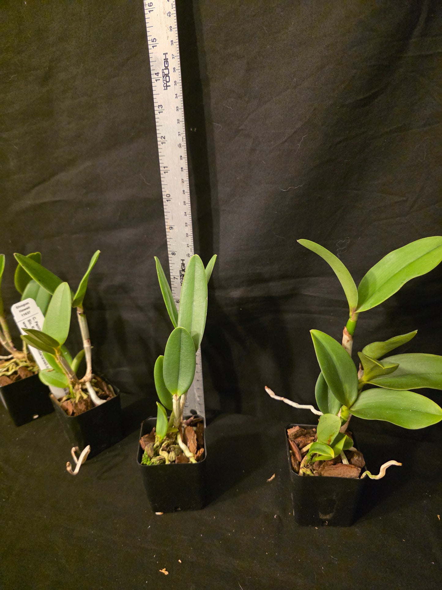 Cattleya Penny Kuroda x Slc Katherine Clarkson. Blooming size compact growing cattleya hybrid.