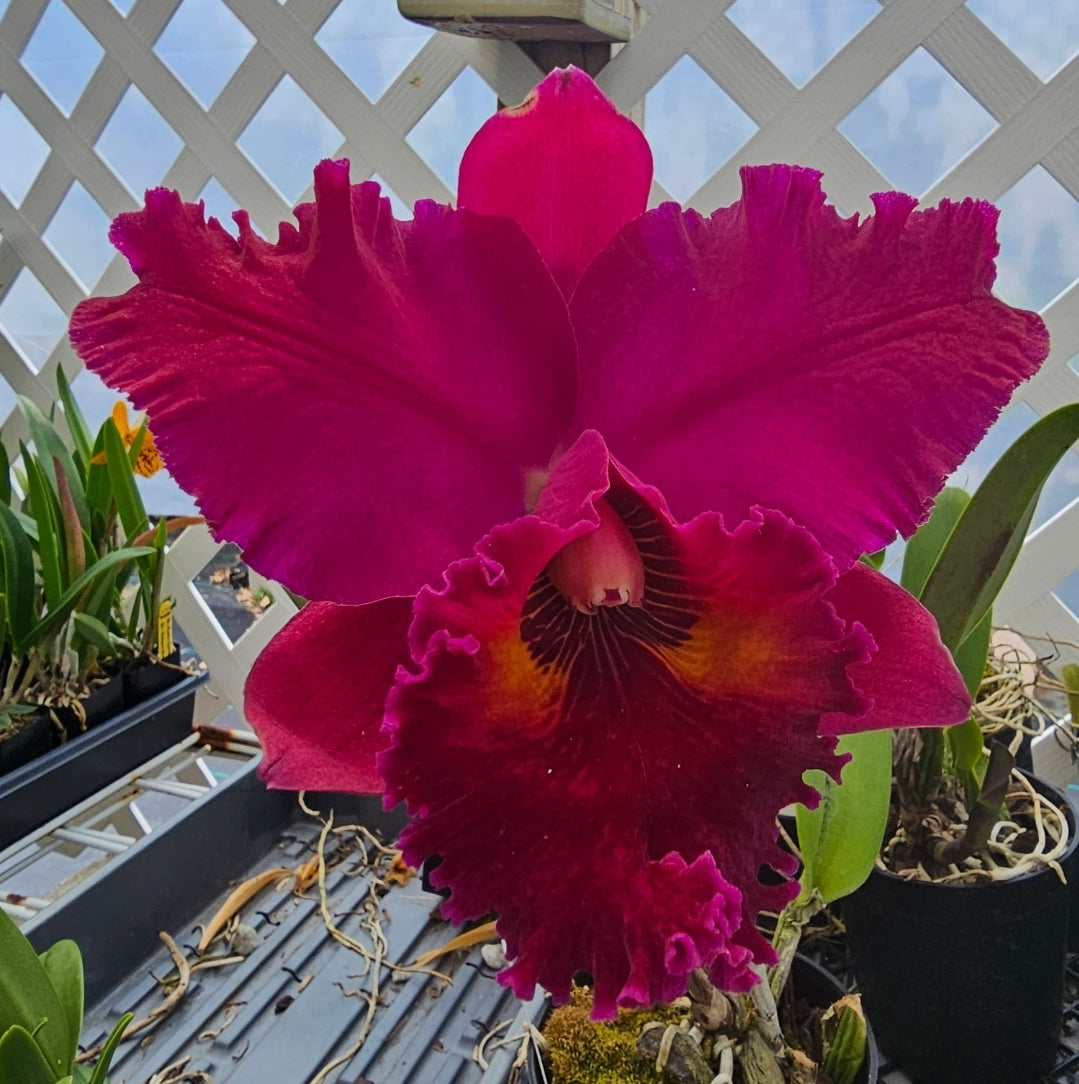 Rlc Lake Murray 'Mendenhall' Blooming size cattleya orchid clone. 4.5" pot