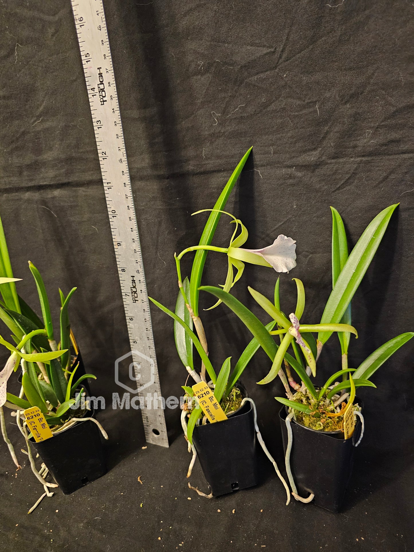 Bc Moi (Cattleya Facelis x Brassavola nodosa) Blooming size nodosa orchid hybrid