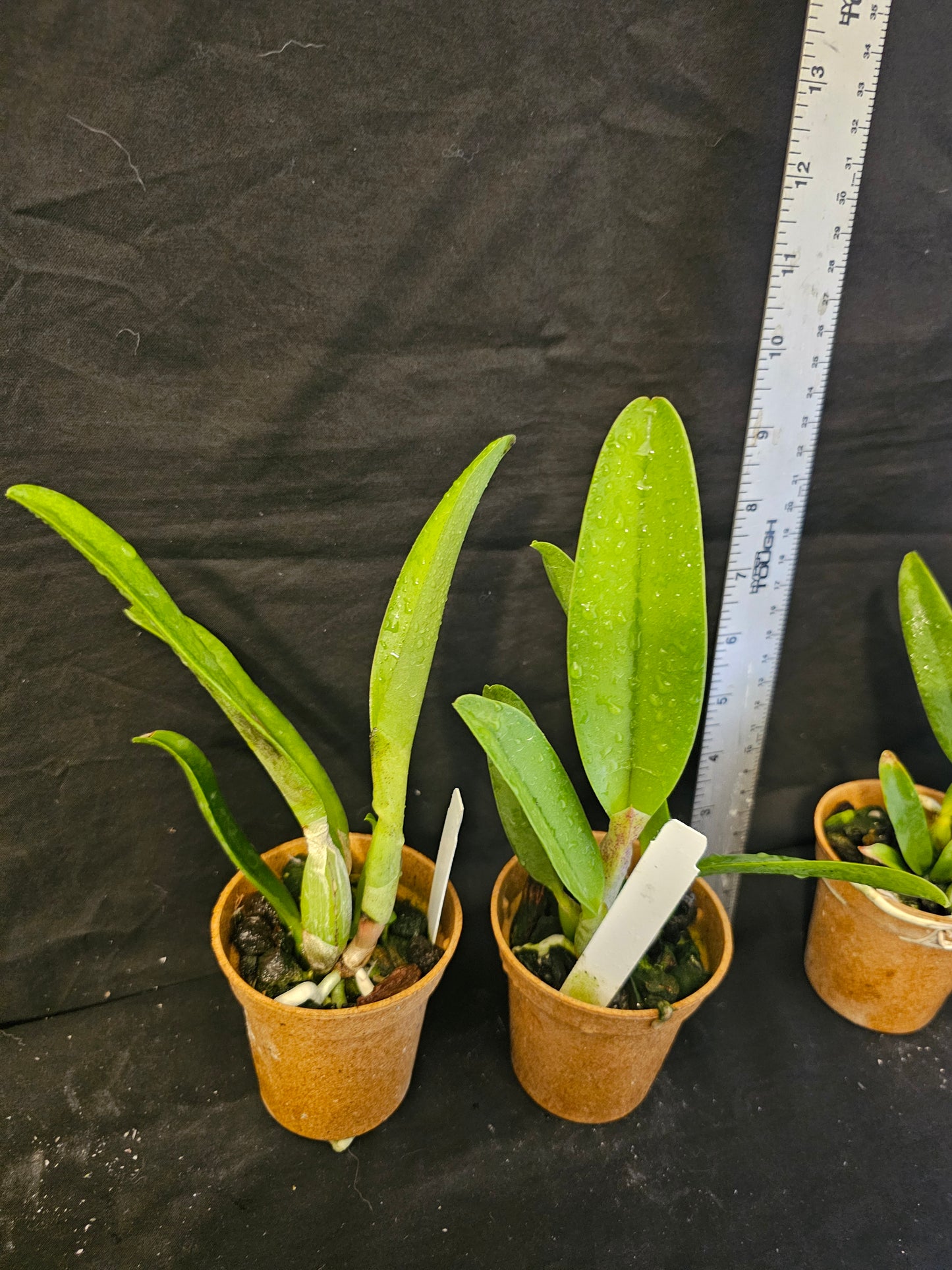 Lc Mari's Love 'Taka' blooming size compact growing cattleya orchid clone. Highly fragrant beautiful peloric blooms