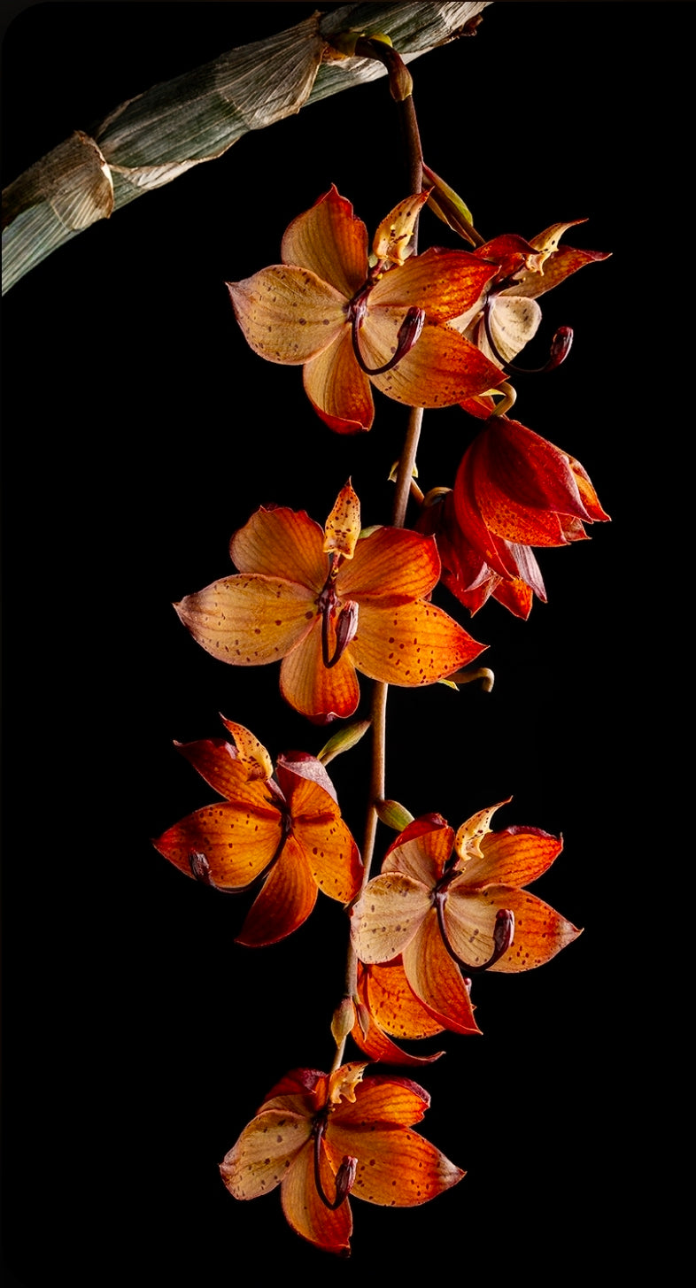 Cycnoches Alexis Jesus Pardo x cyc Browns Choice. Blooming size cycnoches hybrid.