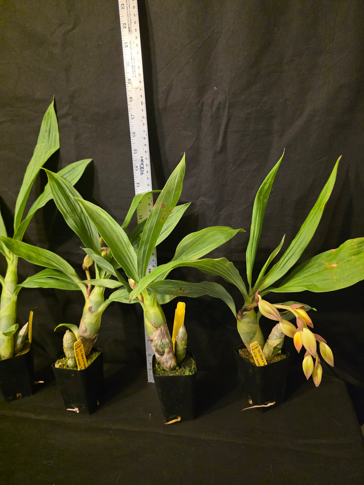 Cycnoches Bakers Delight x Cyc cooperi. Blooming size seed grown orchid hybrid