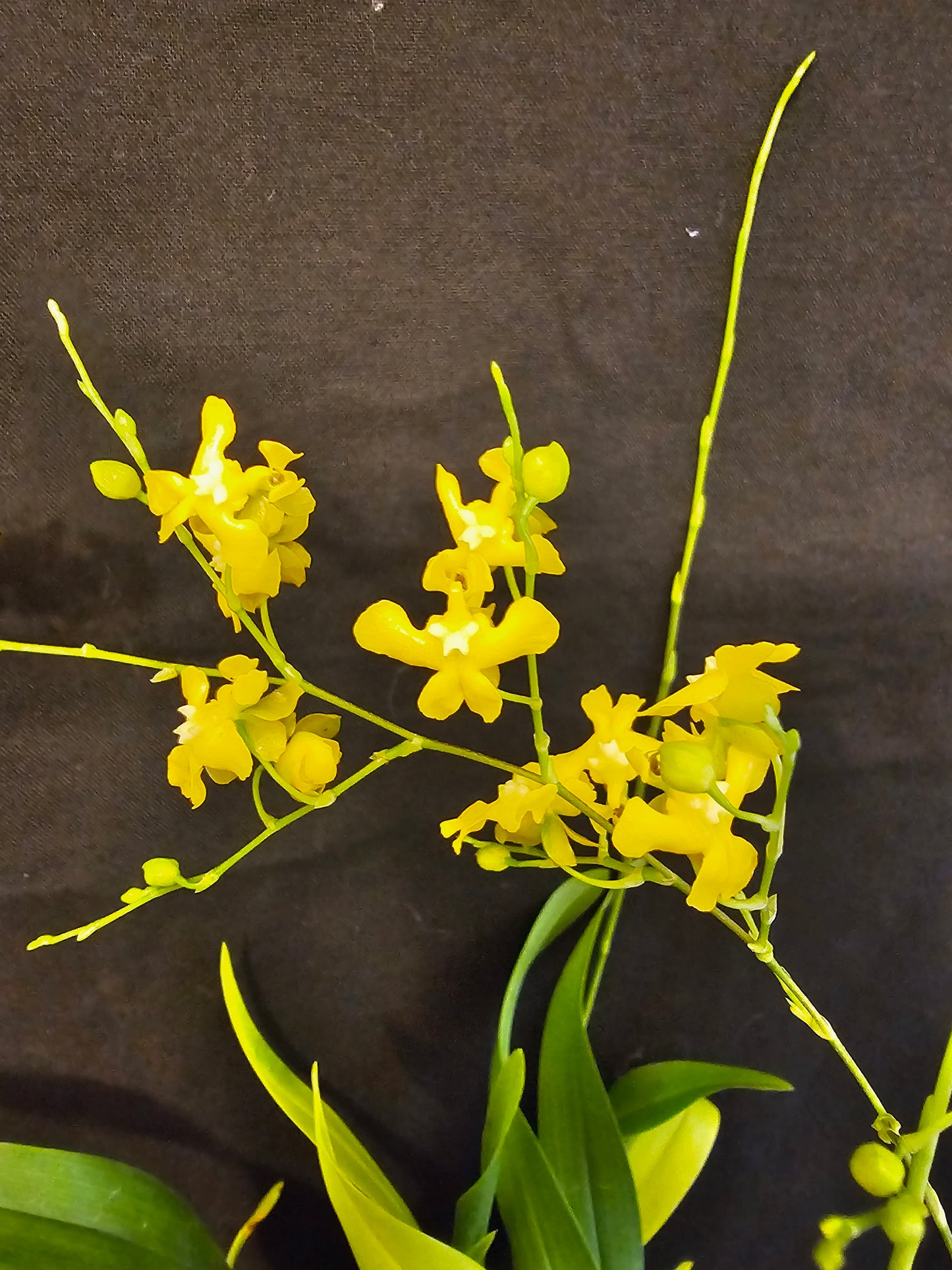 Oncidium cheirophorum x sib blooming size compact oncidium species. Fragrant. Twinkle parent