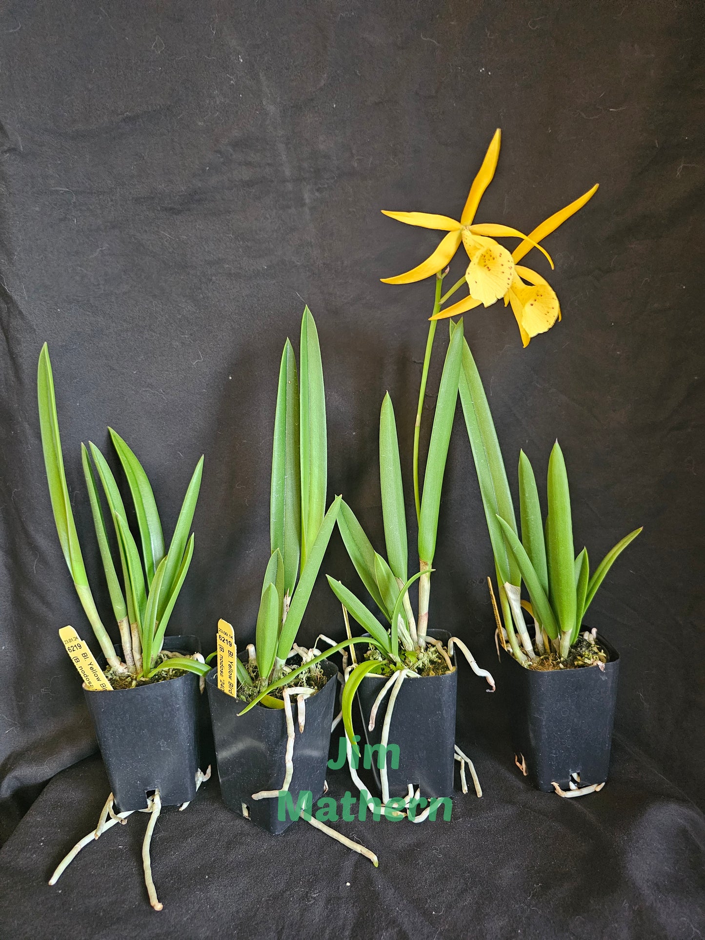 BC Yellow Bird. Blooming size Brassavola orchid hybrid, Blooms change color.