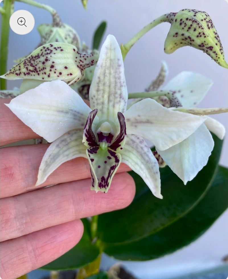 Dendrobium Roy Tokunaga x sib. Blooming size Latauria Dendrobium, large plants