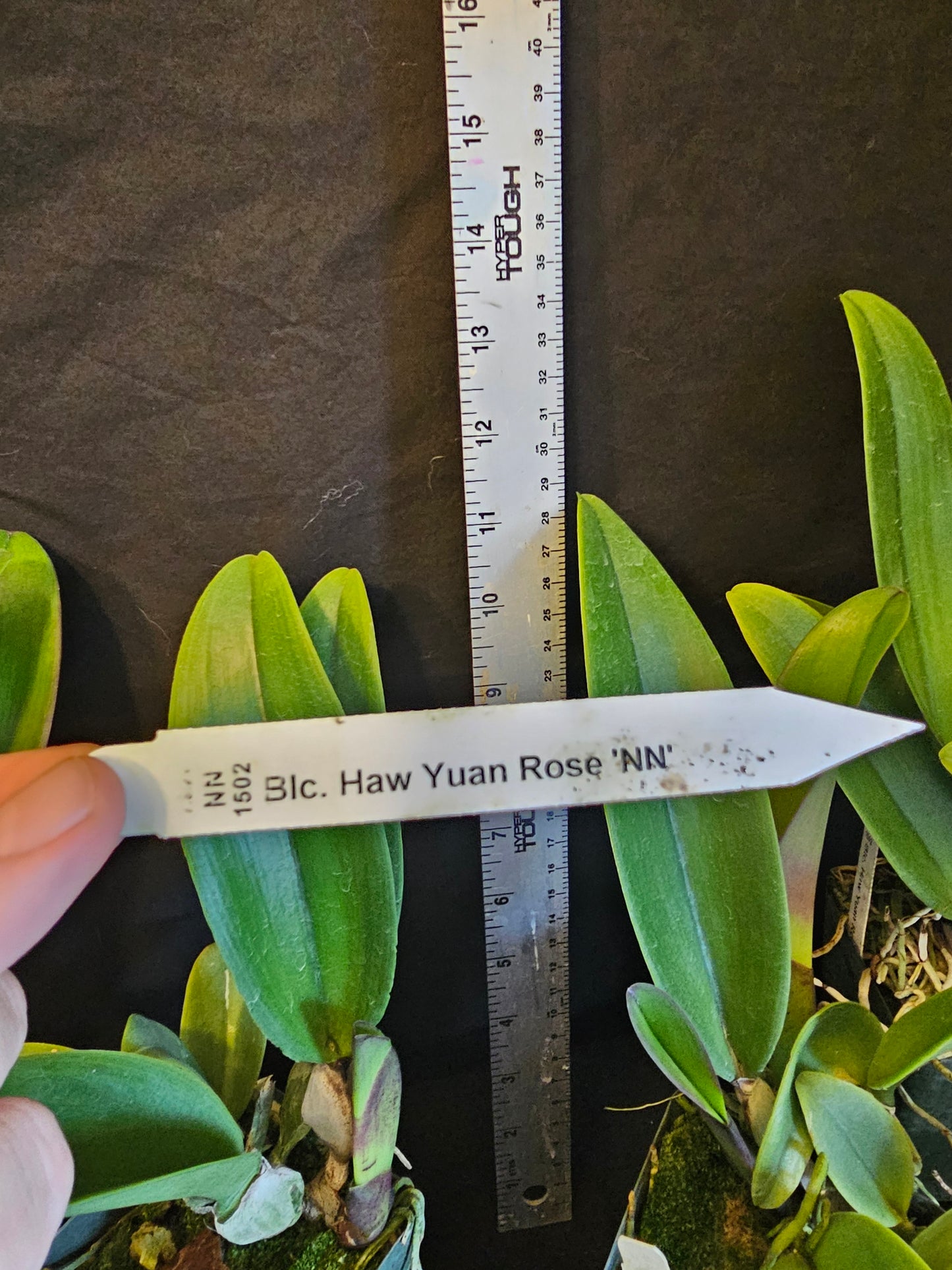 Rlc Haw Yuan Rose 'NN' near blooming size cattleya orchid clone. Large fragrant velvety blooms.