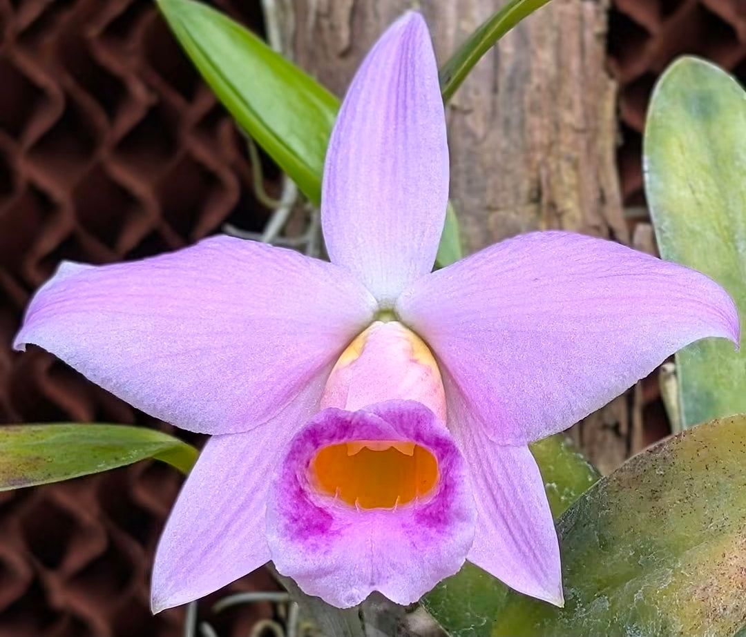 Cattleya praestans 'Labio de facinacion' blooming size cattleya orchid species.