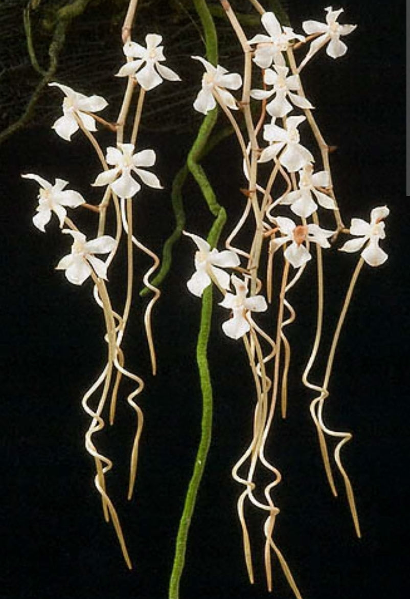 Aerangis kotschyana