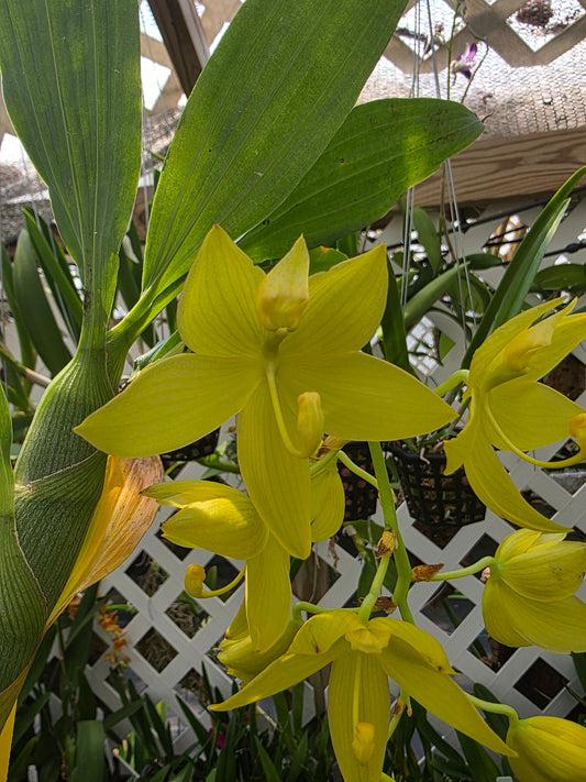 Cycnoches Alexis Jesus Pardo x cyc Browns Choice. Blooming size cycnoches hybrid.