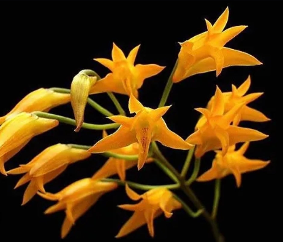 Stenocoryne aureofulva, blooming size unique orchid species.