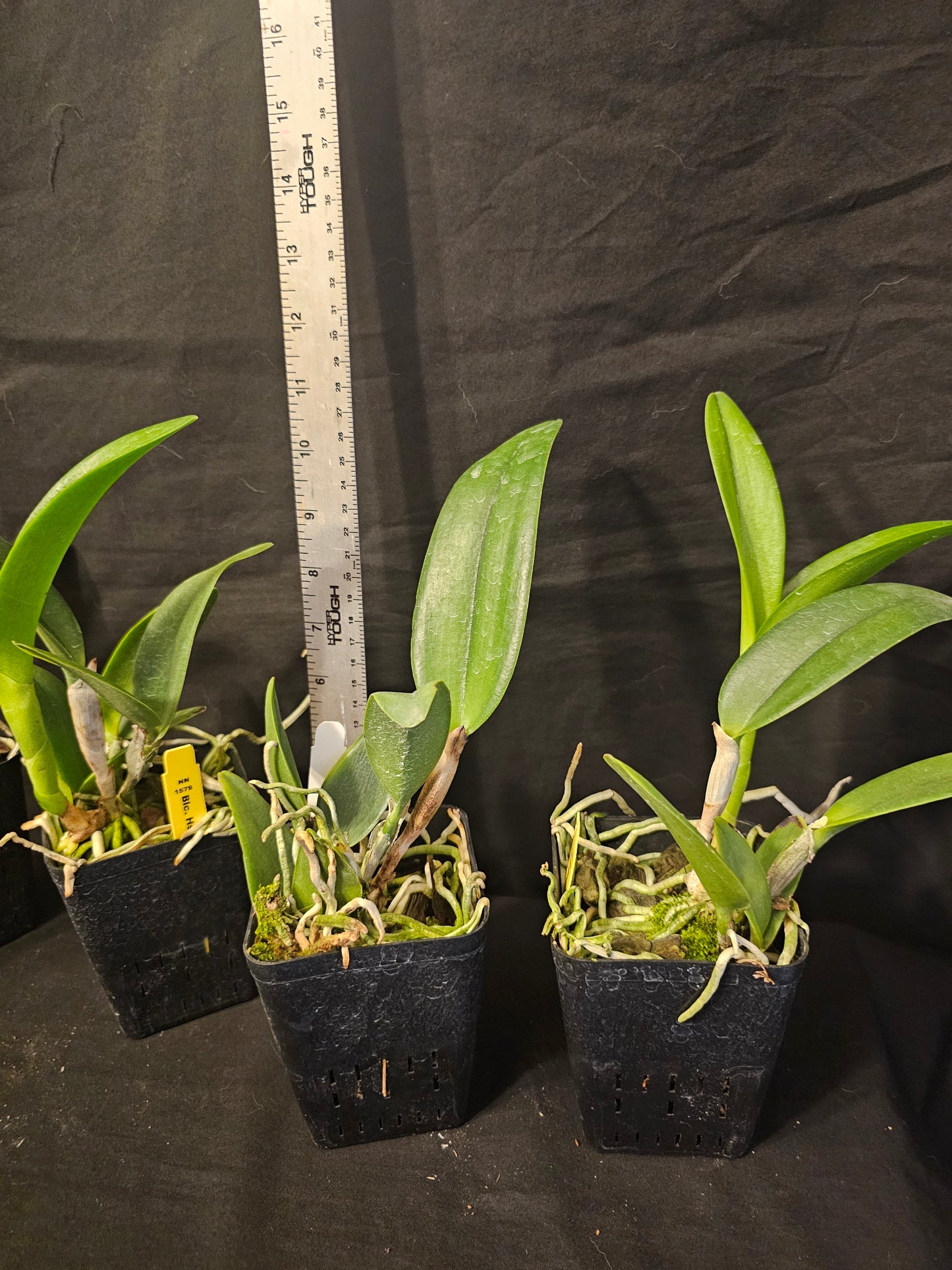 Rlc Hsinying Greenworth 'NN' near blooming size cattkeya orchid clone, beautiful fragrant blooms