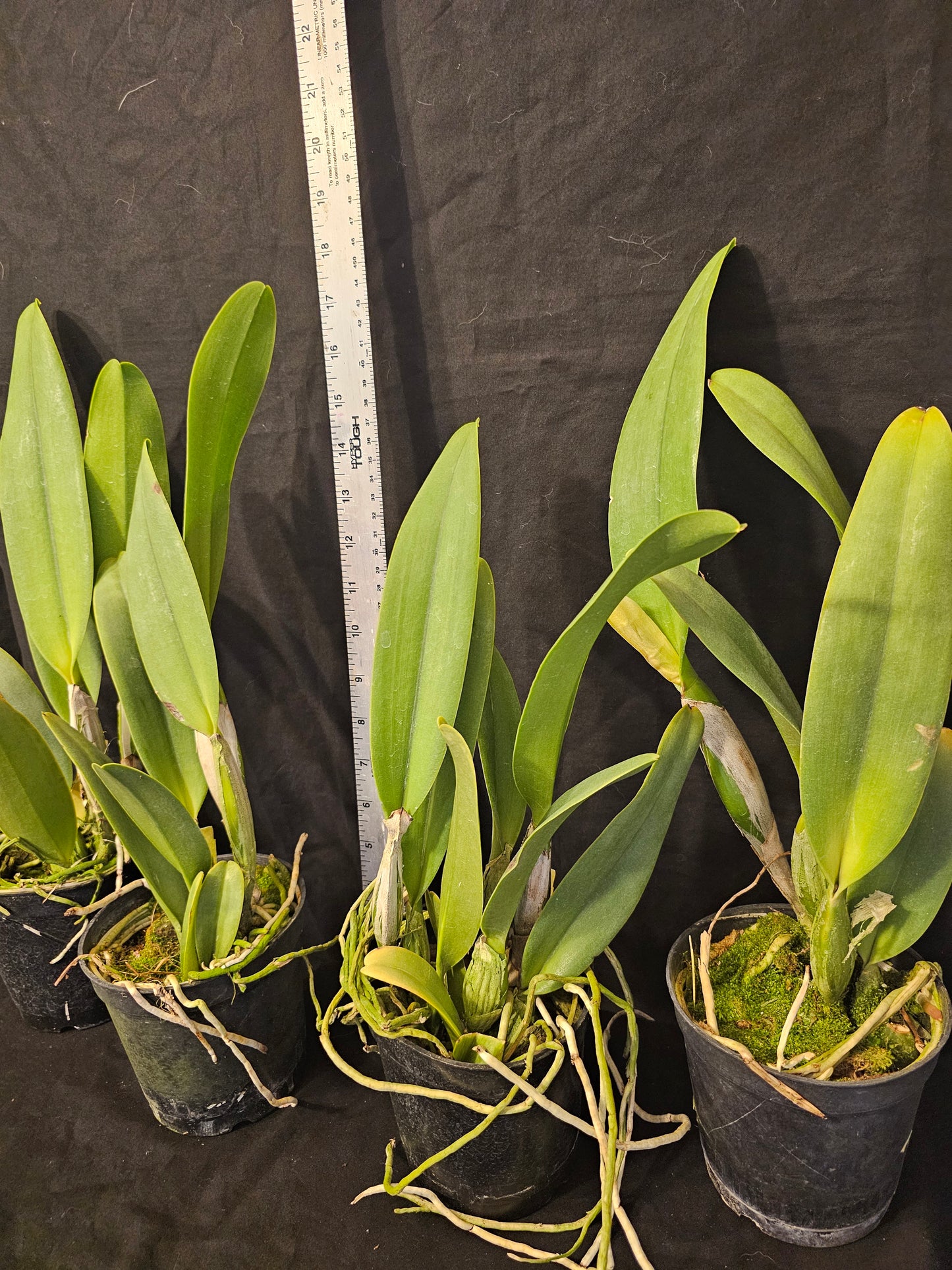 Lc Irene Finney 'Spring Bounty' Large Blooming size cattleya orchid clone.