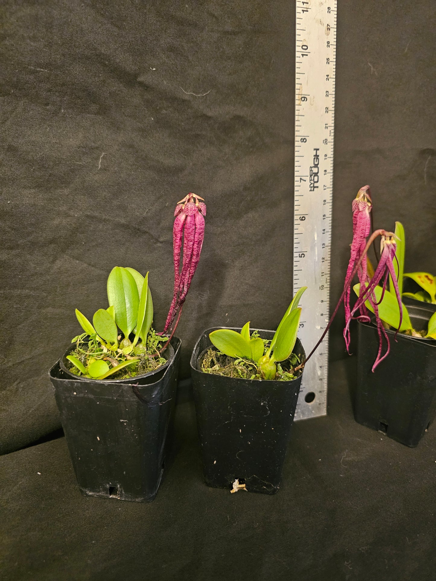 Bulbophyllum treschii. Blooming size bulbophyllum orchid species.