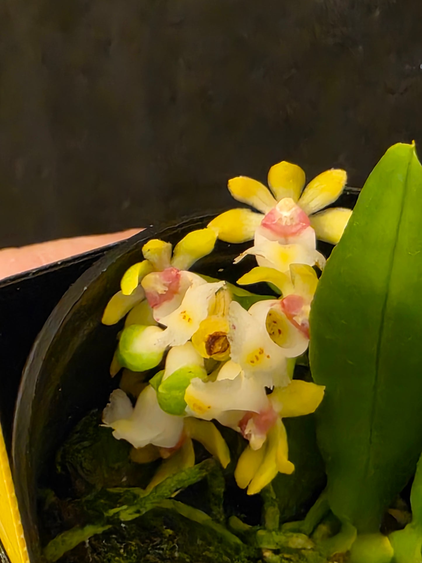 Gastrochilus japonicus blooming size miniature orchid species.