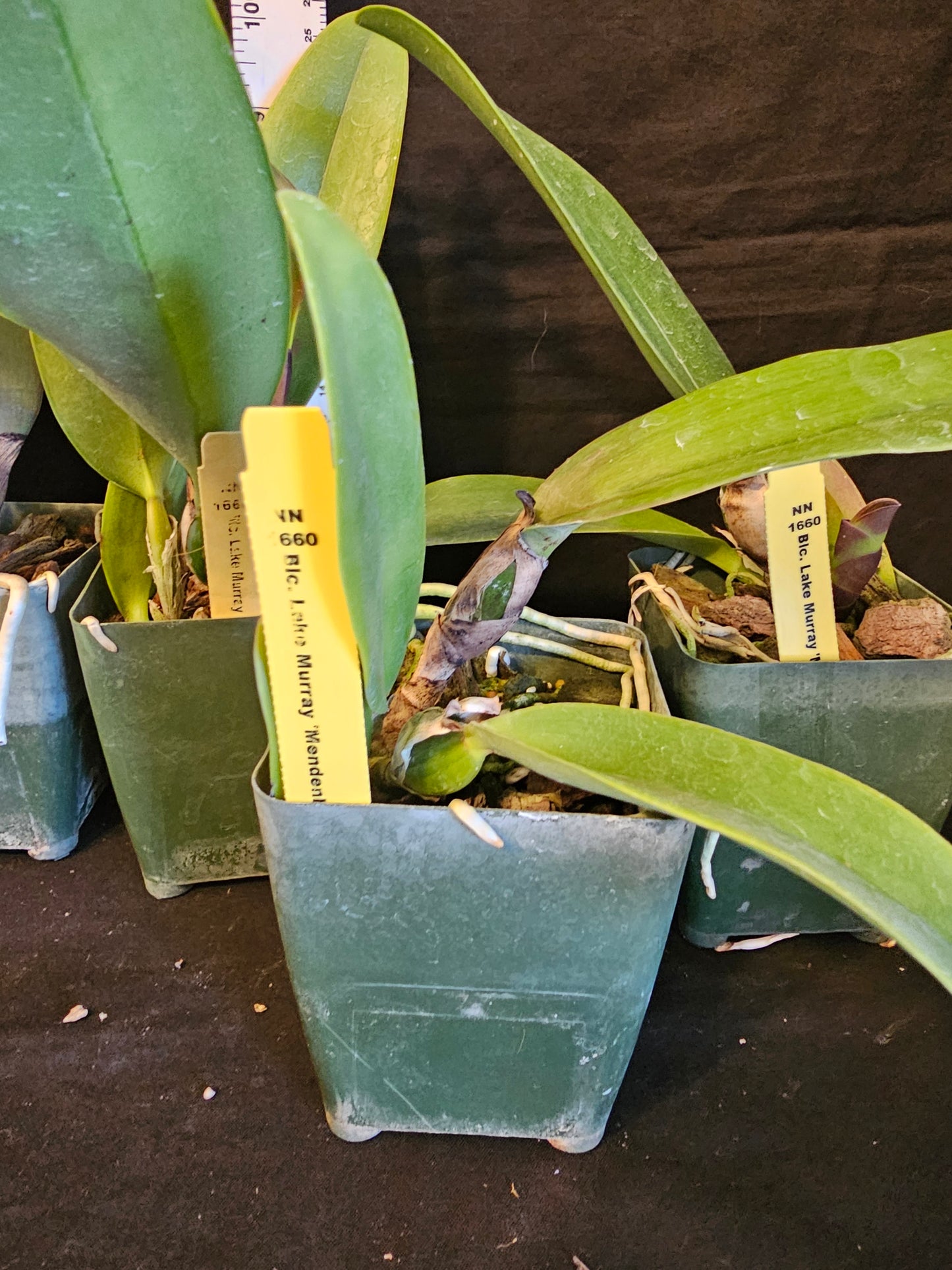 Rlc Lake Murray 'Mendenhall' Blooming size cattleya orchid clone.