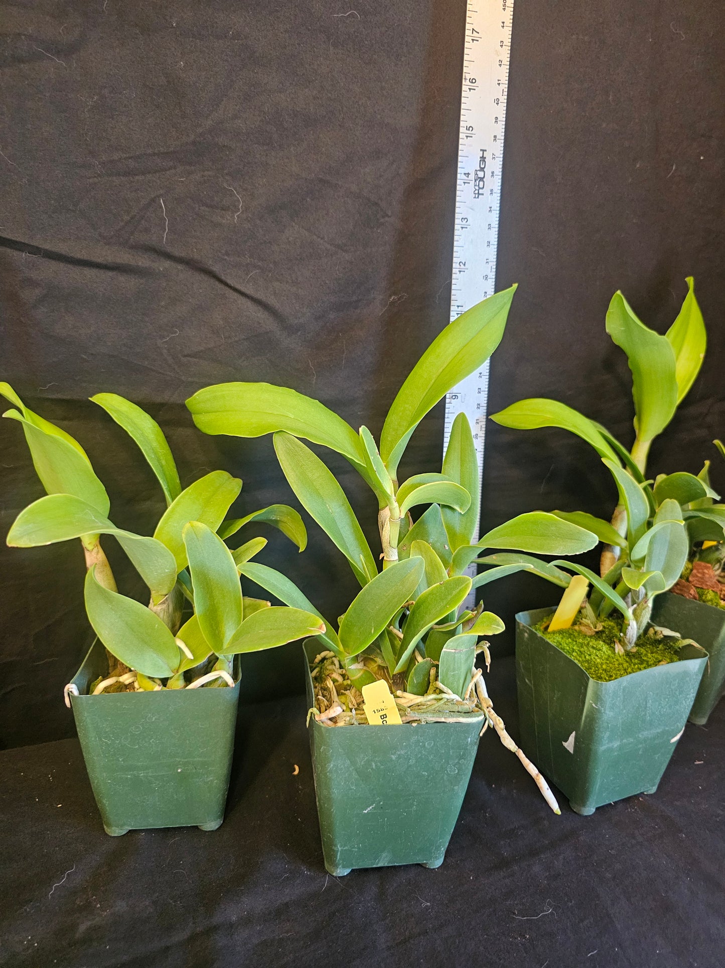 Bcn. Aka's Aloha 'Dream Dust' blooming size cattleya orchid clone. Beautiful fragrant blooms.