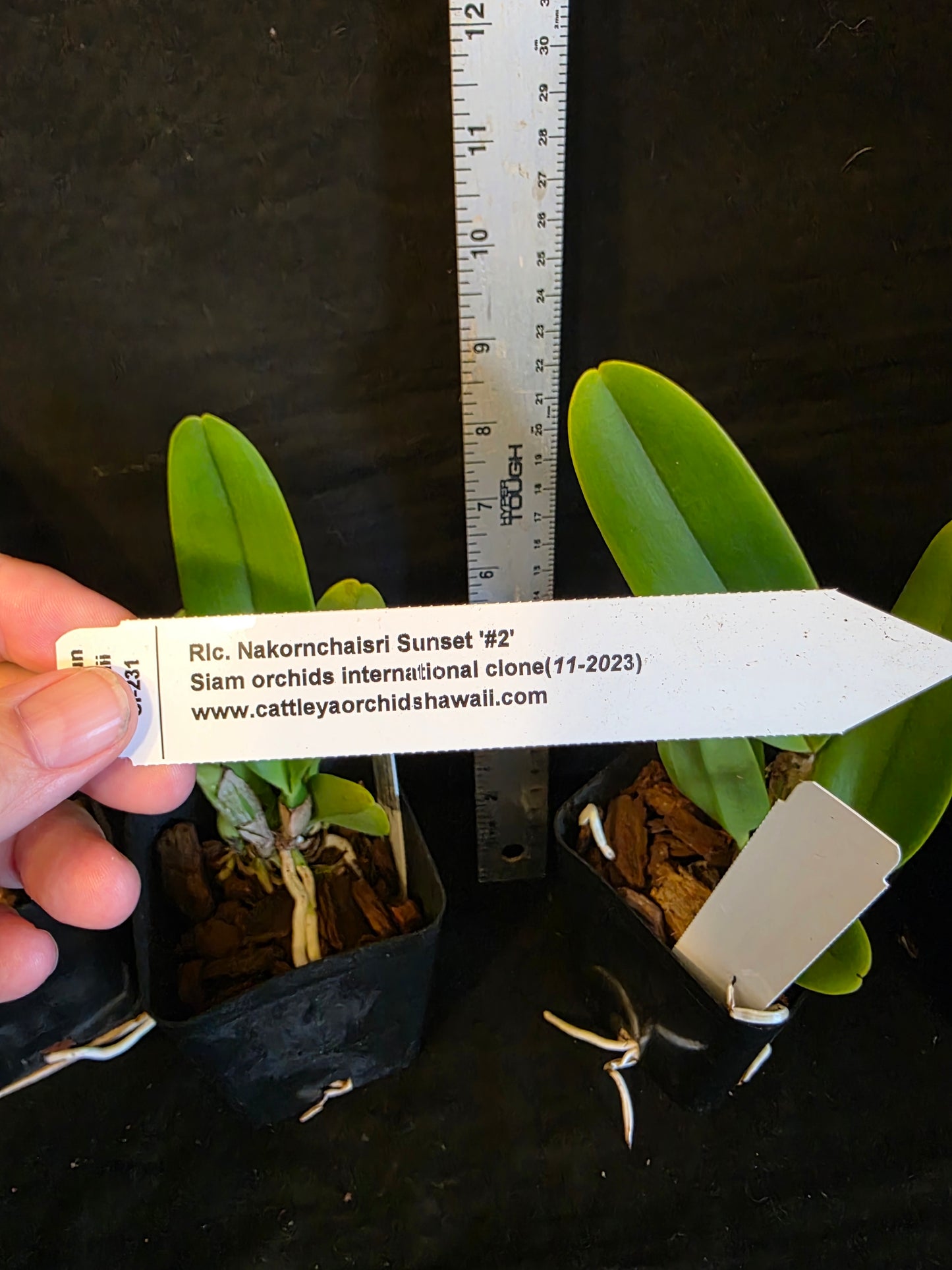 Rlc Nakornchaisri Sunset '#3' near blooming size cattleya orchid clone. Large fragrant blooms