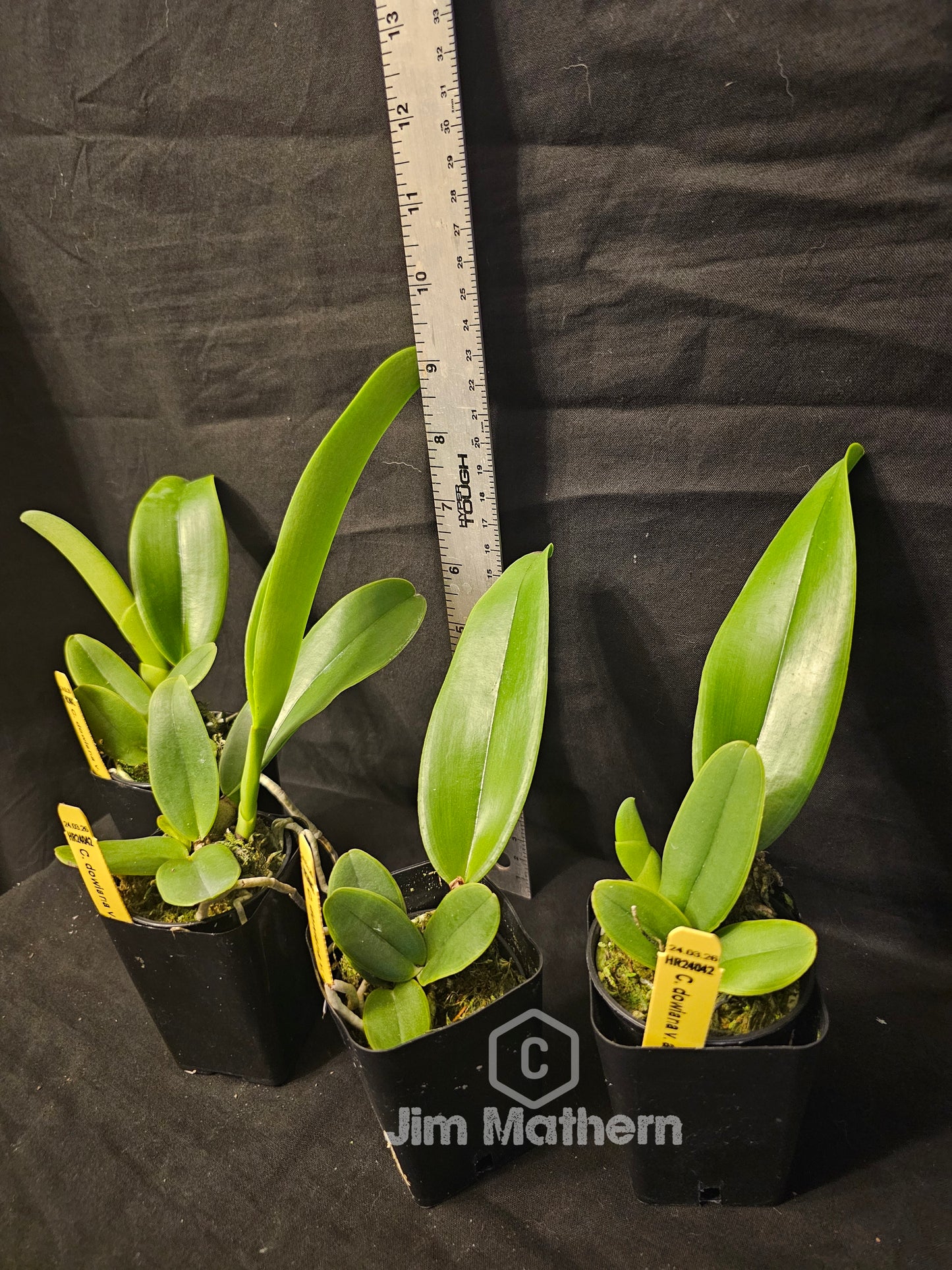 Cattleya dowiana var Aurea (3N) Rare orchid species.  Healthy non bloom size plants 2.5" pot.