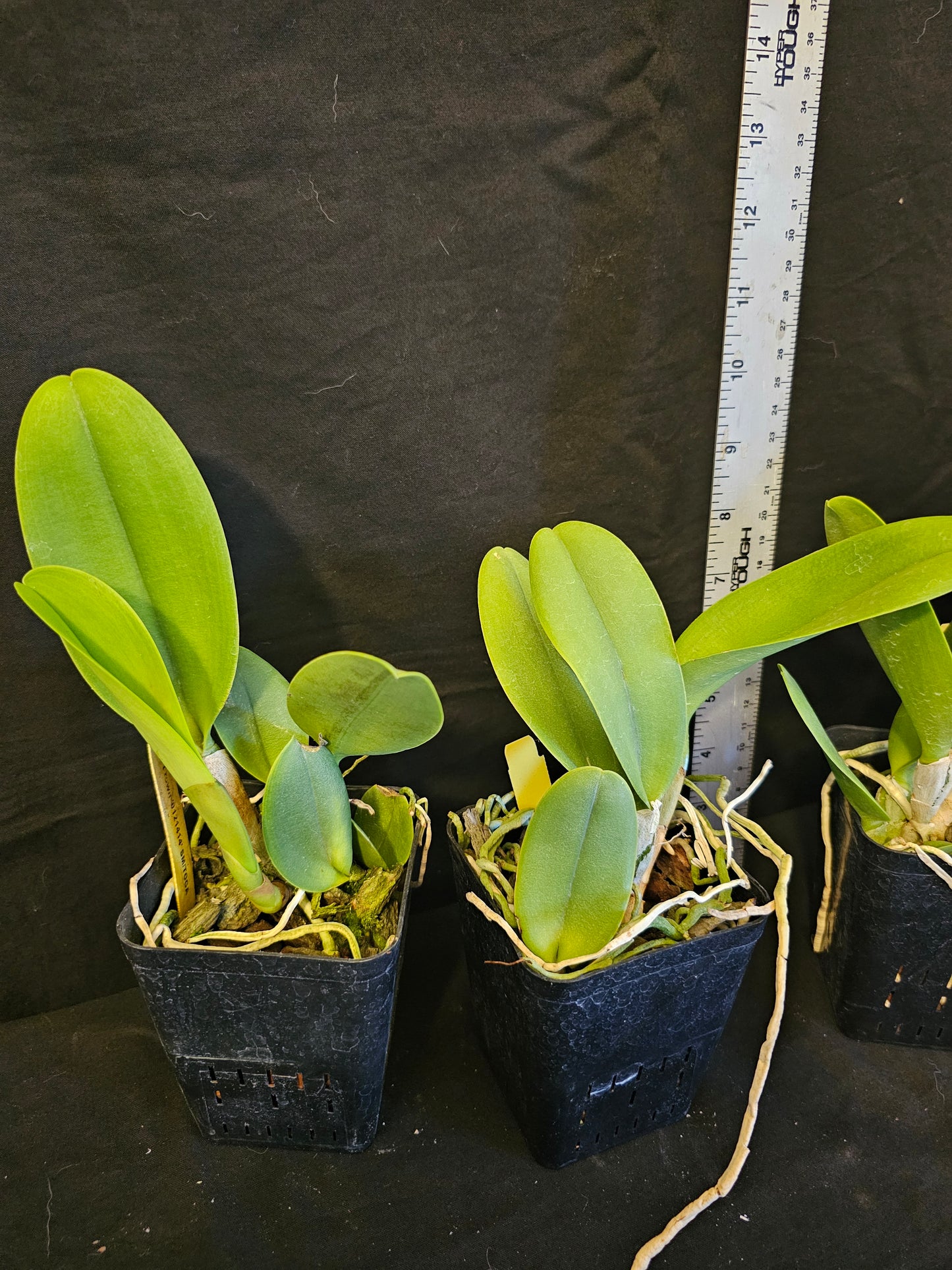 Rlc Duh's Crown '021414' SM/JOGA near blooming size cattleya orchid clone.