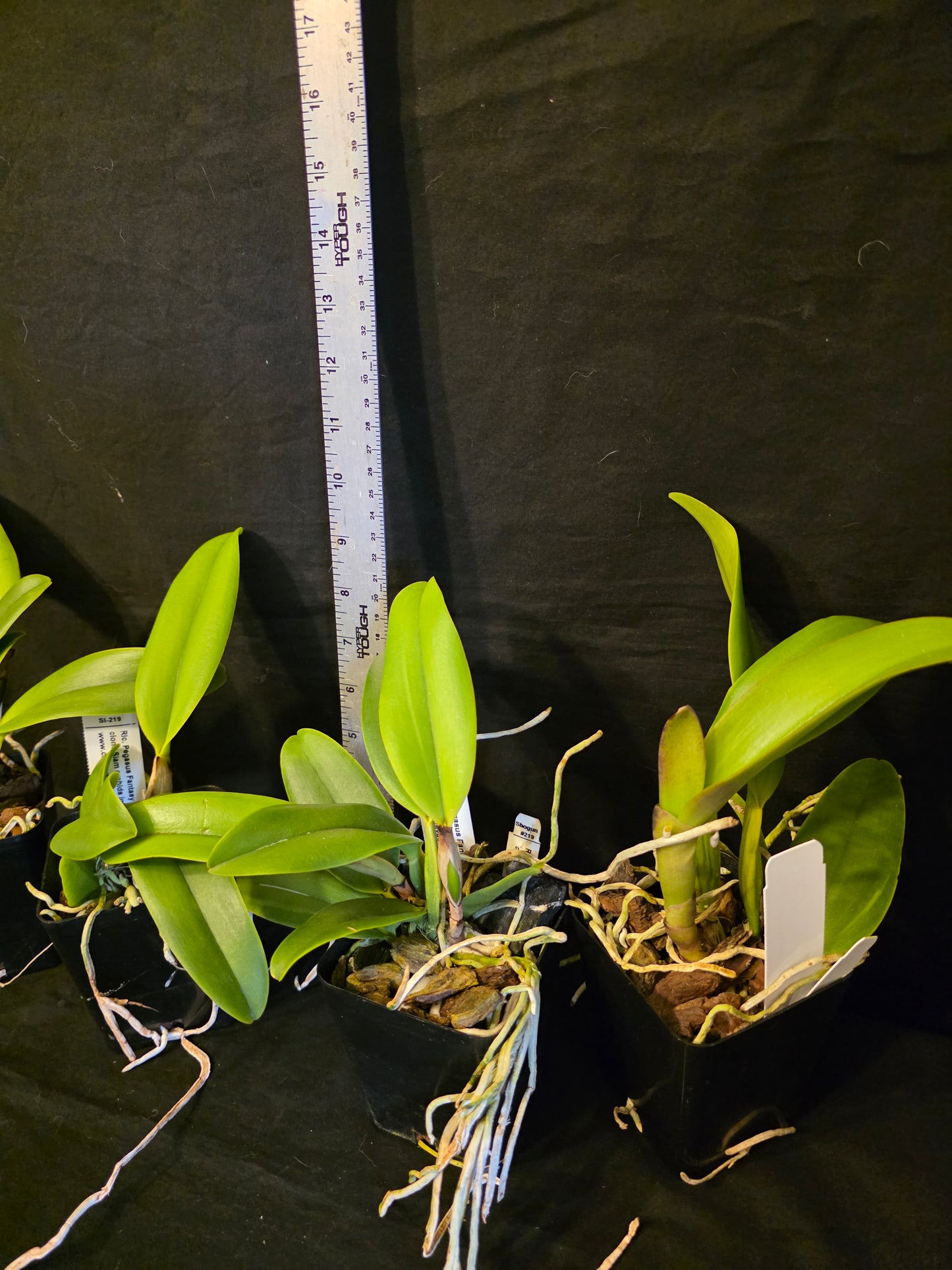 Rlc Pegasus Fantasy 'Golden Peach'  Near blooming size cattleya clone.