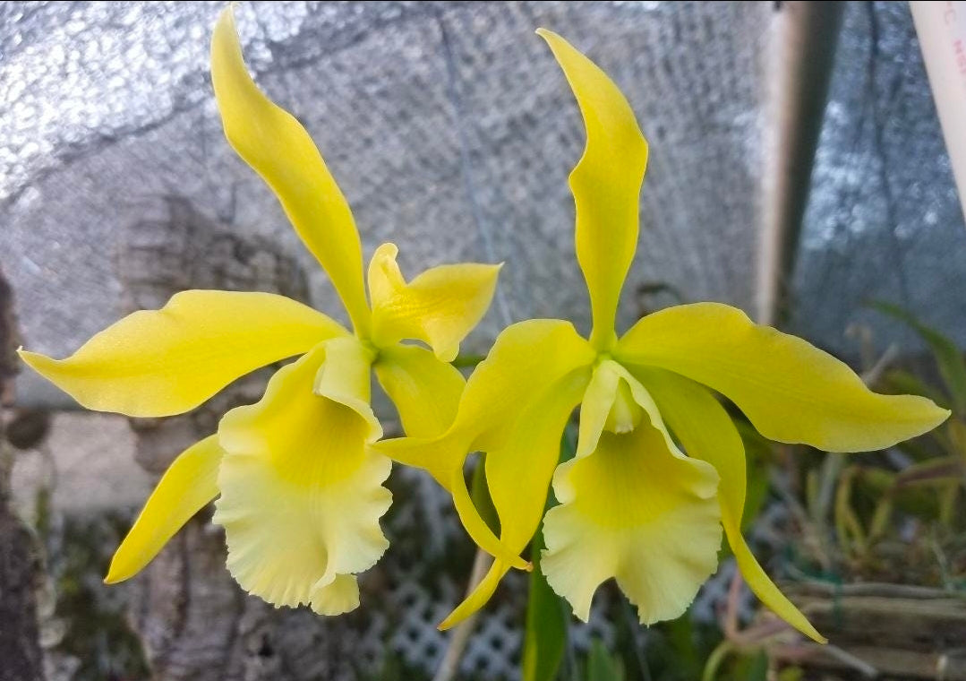 Rlc Everything Nice 'Showtime' blooming size brassavola cattleya orchid clone. Beautiful blooms