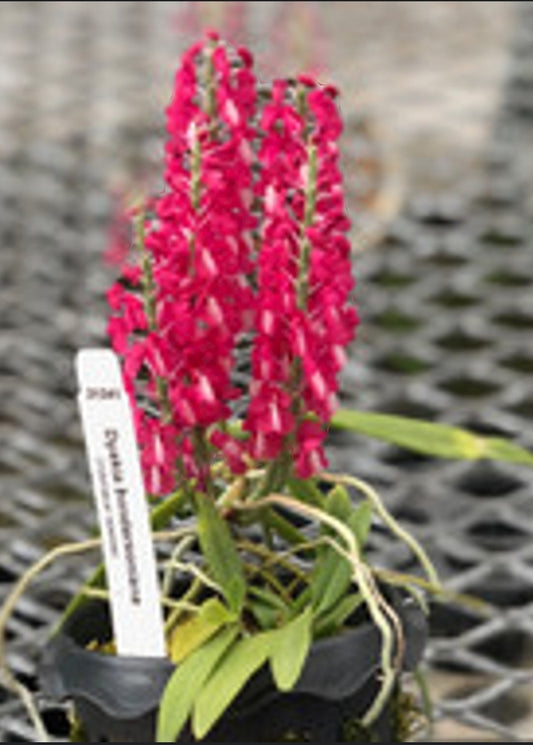 Dyakia hendersoniana Blooming size orchid species. Currently in spike.