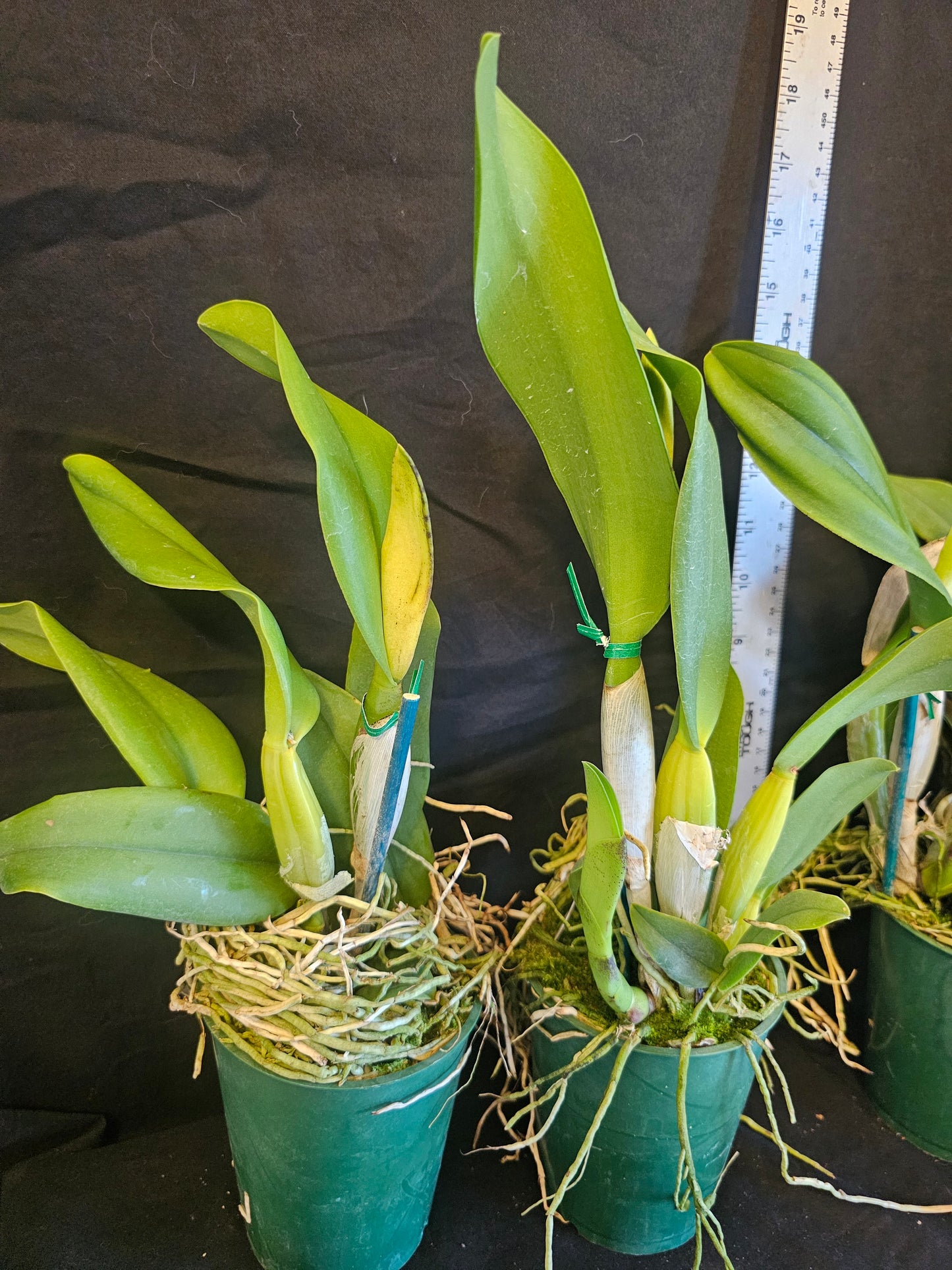 Rth. Hawaii Island Love (Rlc Chia Lin 'New City' x Pot Love Passion 'Island Romance' Blooming size Cattleya orchid hybrid.