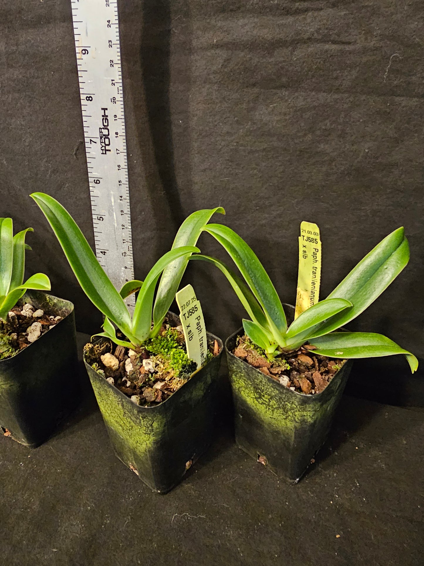 Paphiopedilum trianlienianum x sib. Blooming size paph orchid species unique