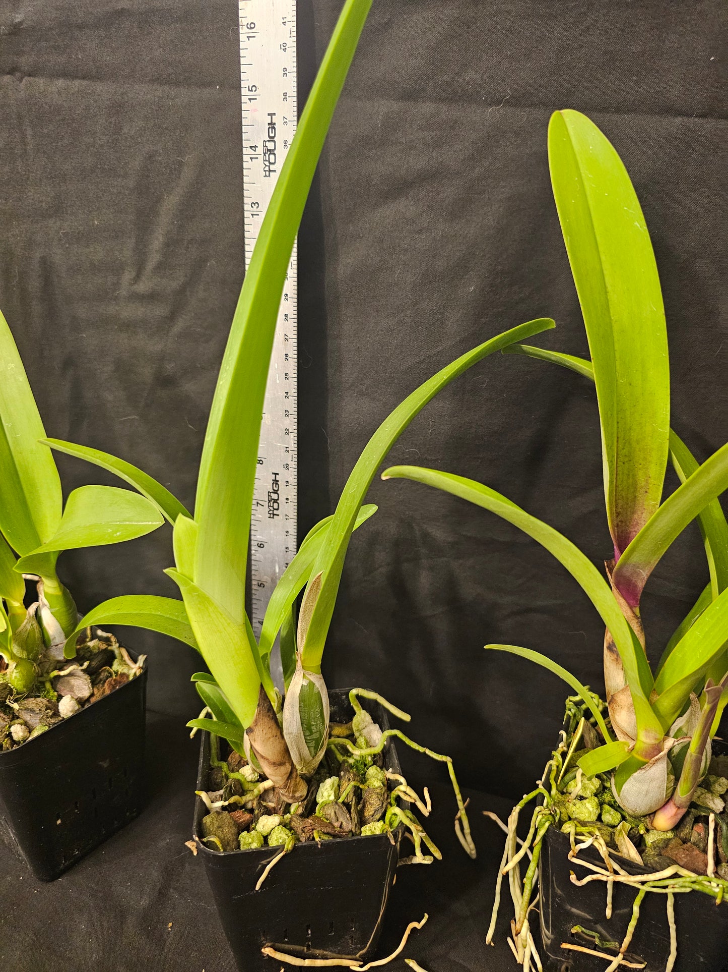Cattlechea Mem Dollie Mckinnon. Blooming size cattleya orchid hybrid. Seed grown awarded parents.