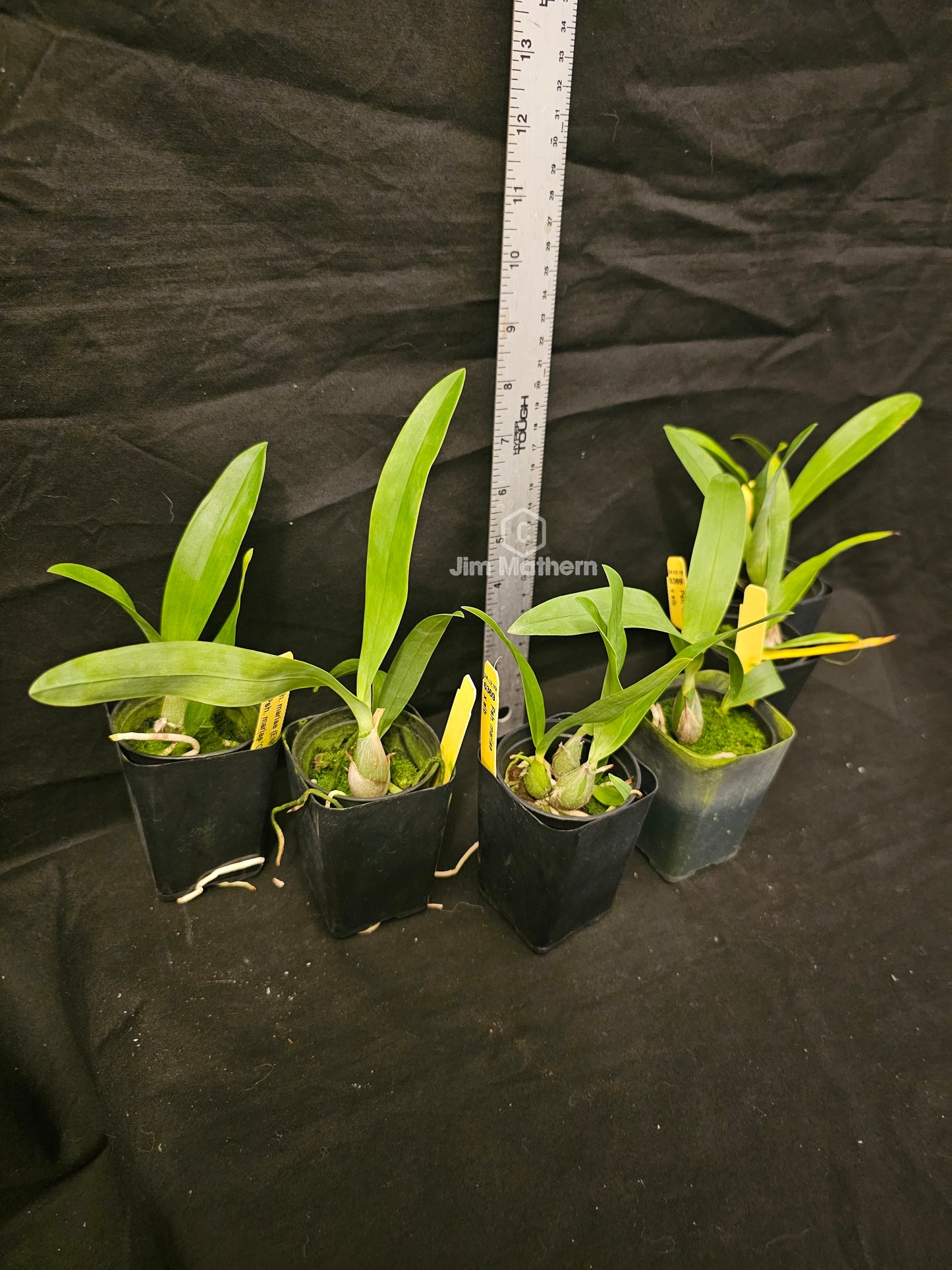 Angraecum calceolus blooming size Angraecum orchid species. Easy grower reliable bloomer