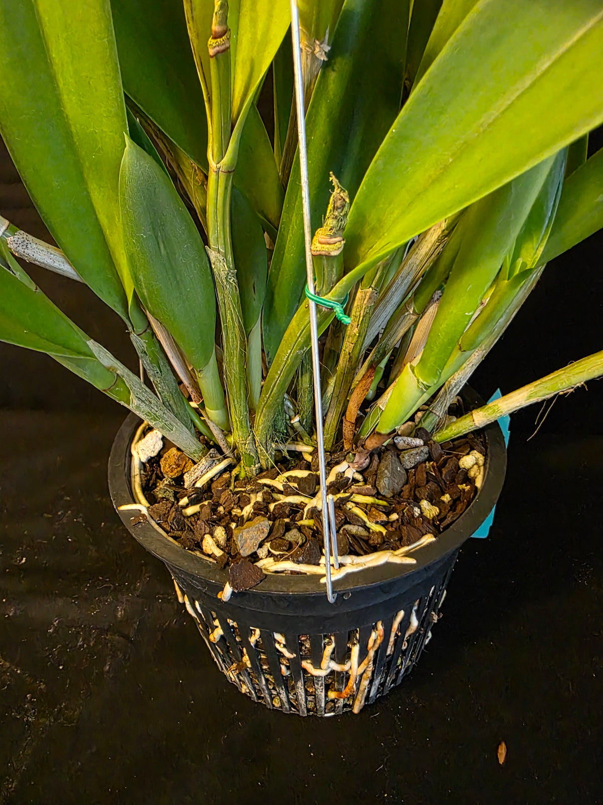 Bc Maikai 'Louise' AM/AOS bloom size divisions 6" basket #2