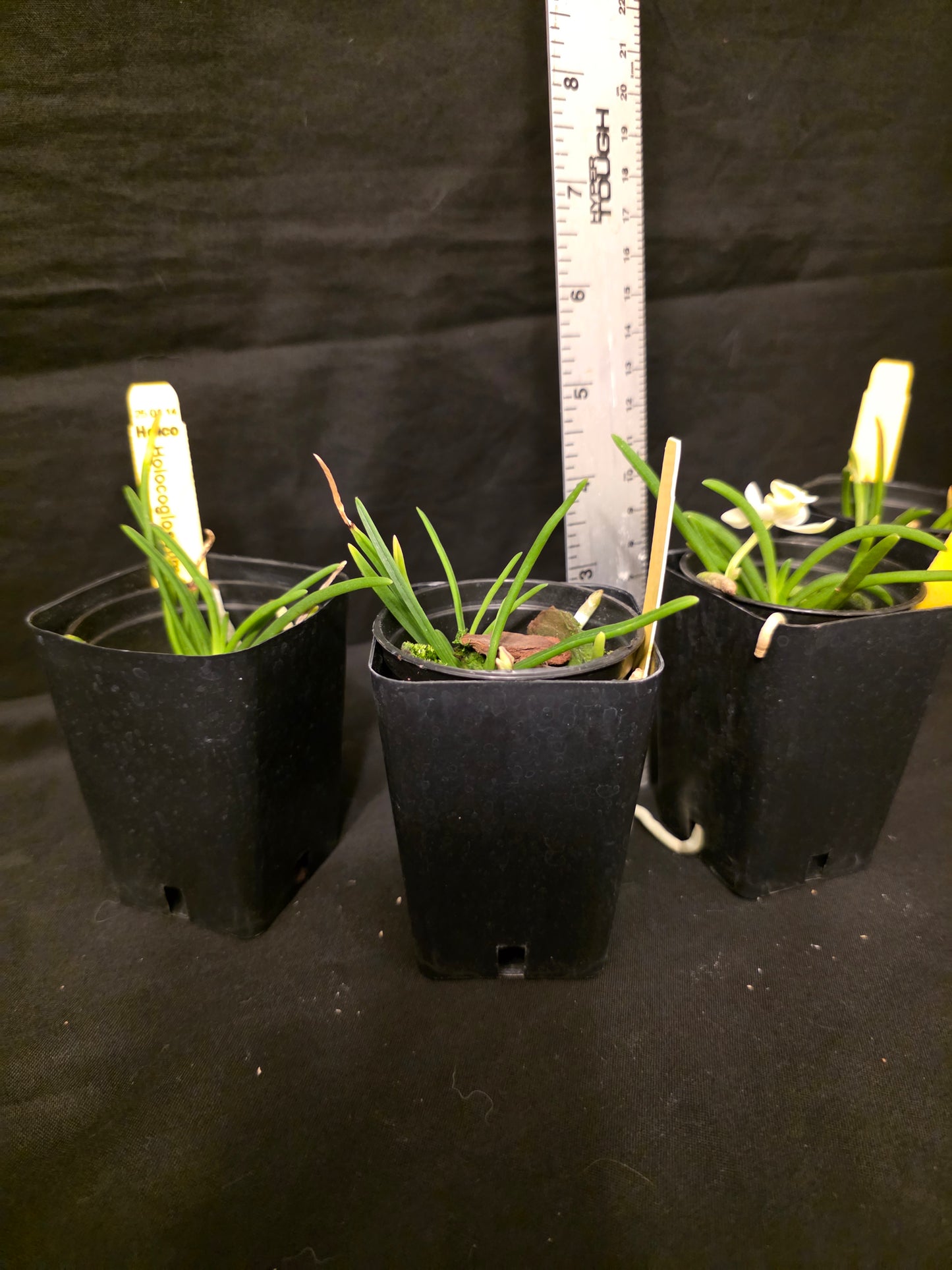 Holcoglossum flavescens, blooming size orchid species. Miniature.